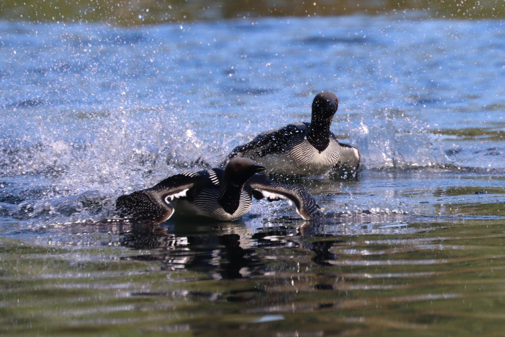 Valokuvaaja: Susanna Hannula