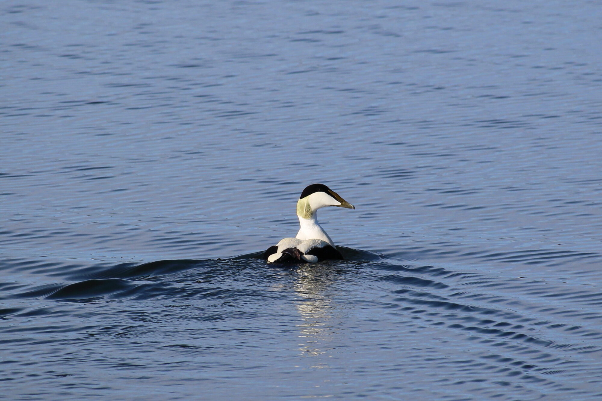 Valokuvaaja: Kirsi-Marja Joenpolvi