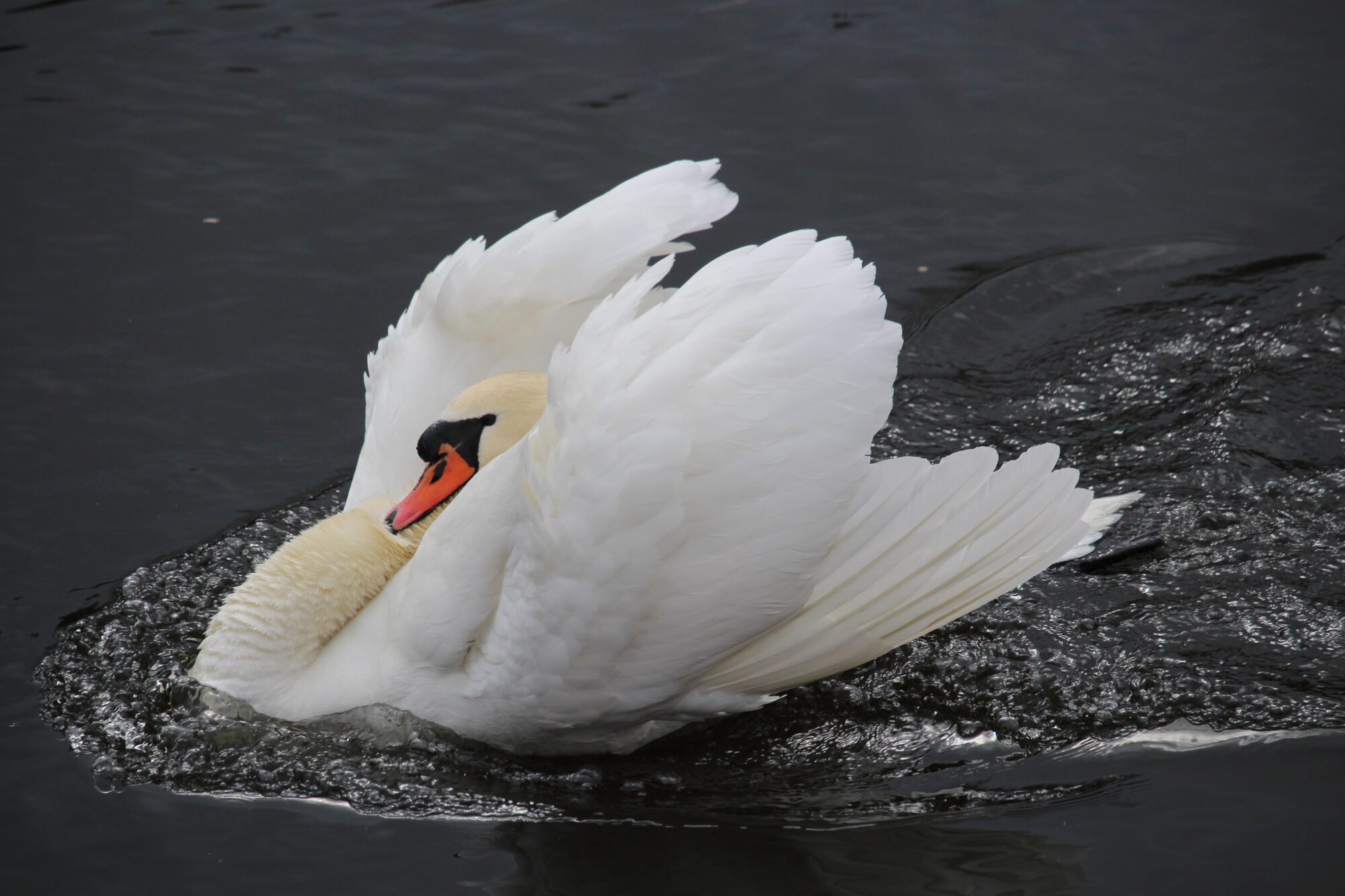 Valokuvaaja: Kirsi-Marja Joenpolvi