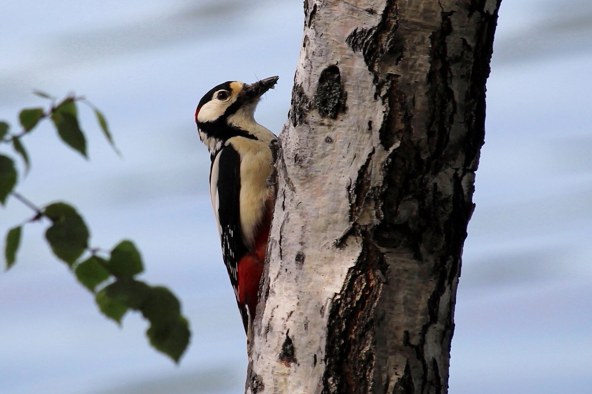 Valokuvaaja: Kirsi-Marja Joenpolvi