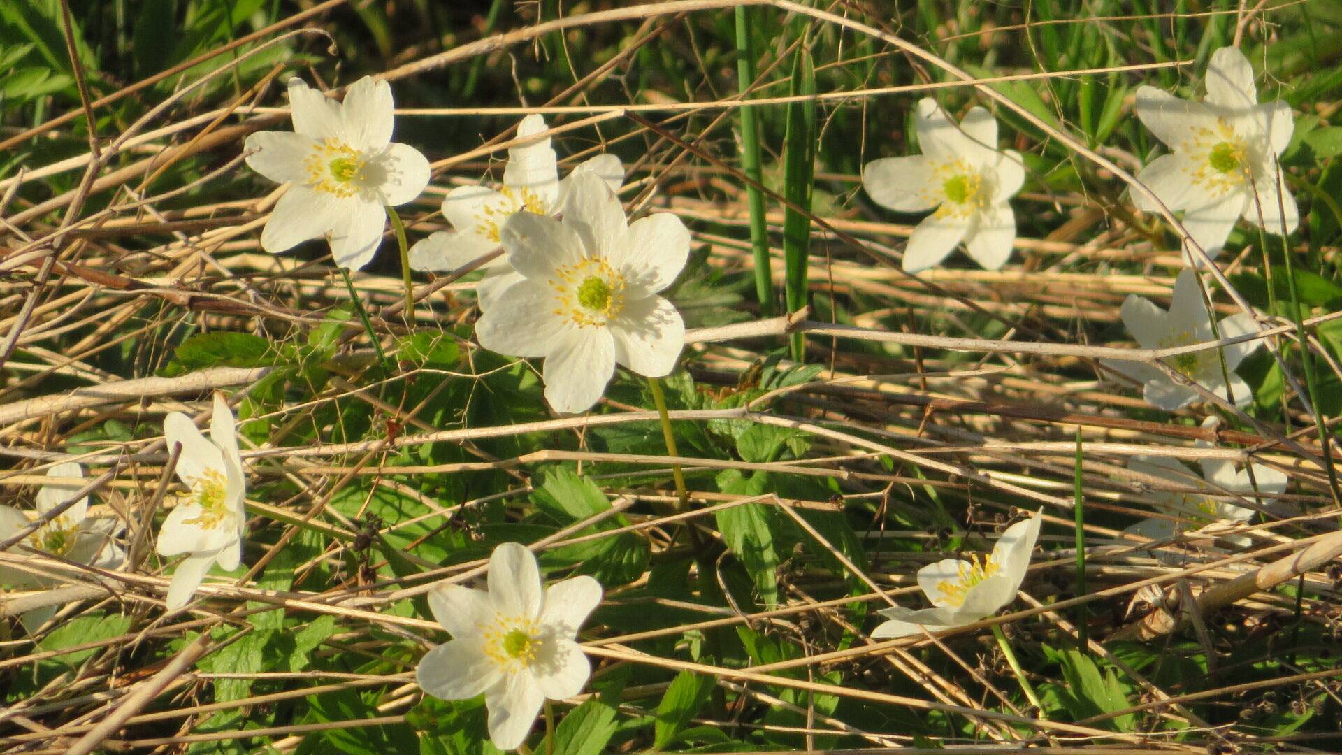 Valokuvaaja: Risto Kangassalo