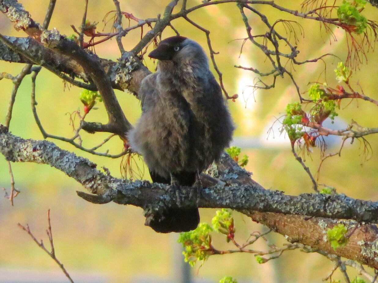 Valokuvaaja: Risto Kangassalo