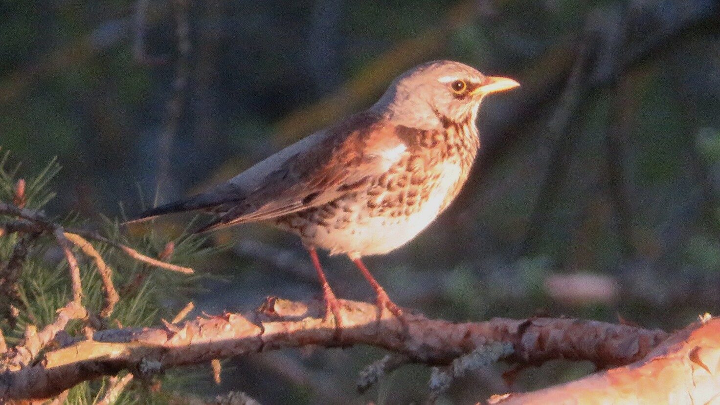 Valokuvaaja: Risto Kangassalo