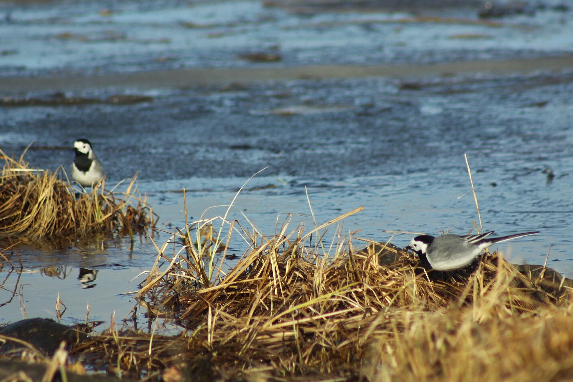 Valokuvaaja: Pirkko Siukonen
