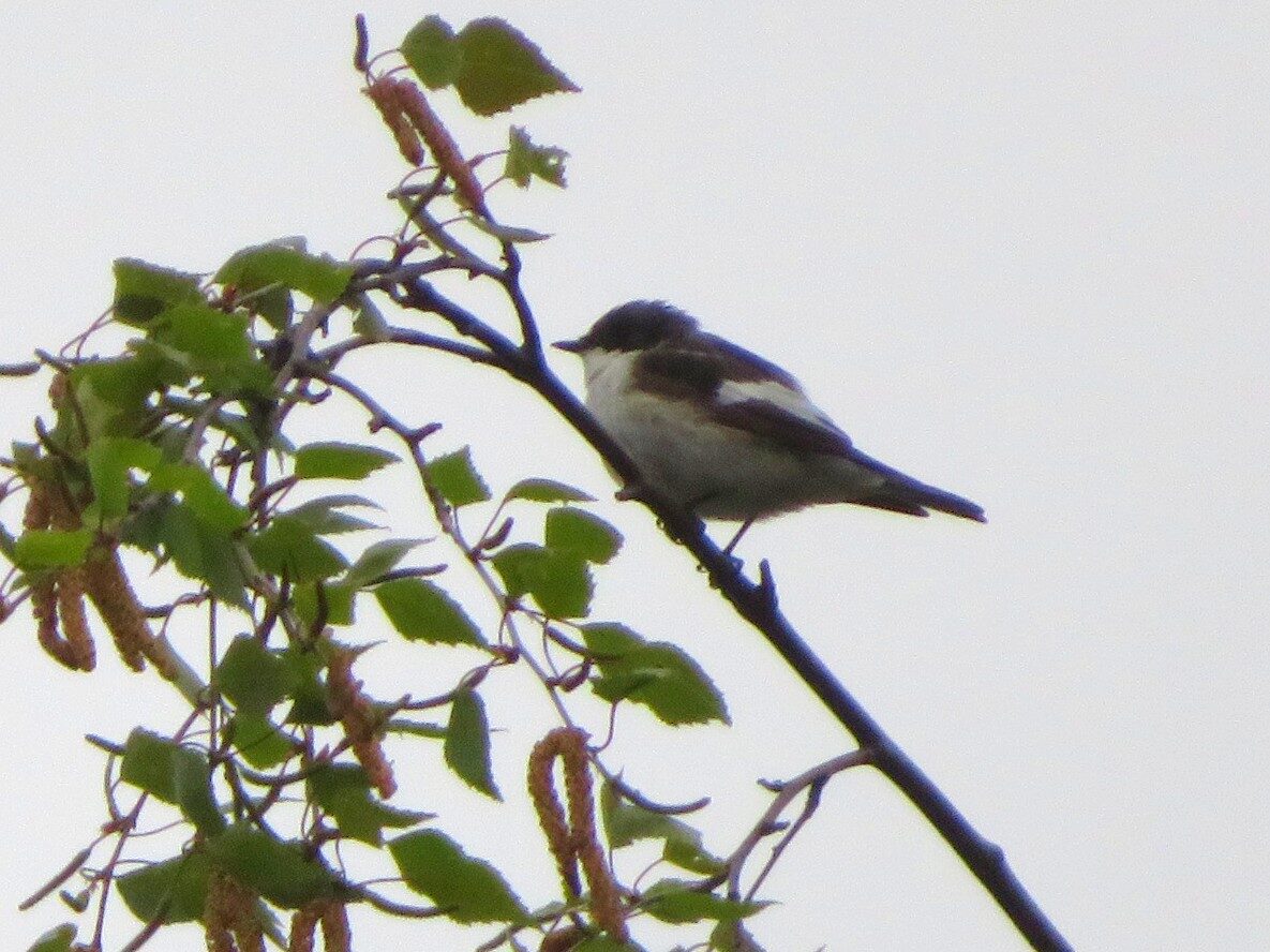 Valokuvaaja: Risto Kangassalo