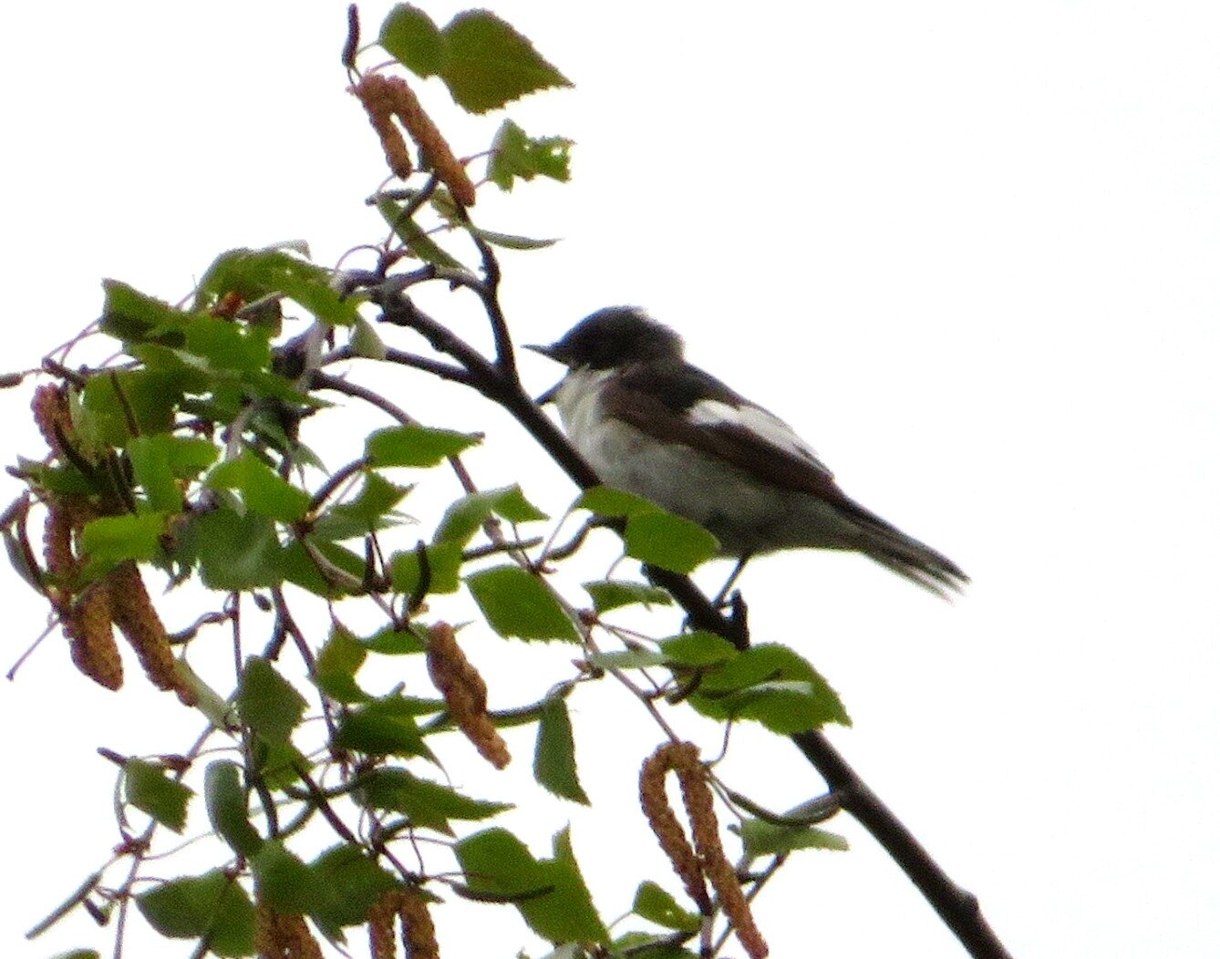 Valokuvaaja: Risto Kangassalo Valokuvaaja: Risto Kangassalo