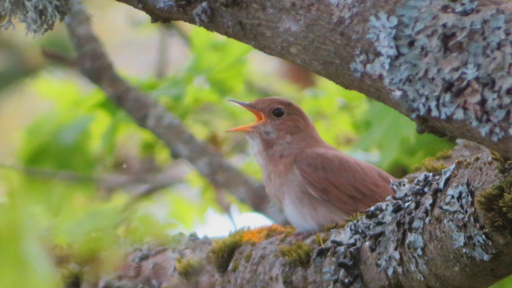 Valokuvaaja: Risto Kangassalo