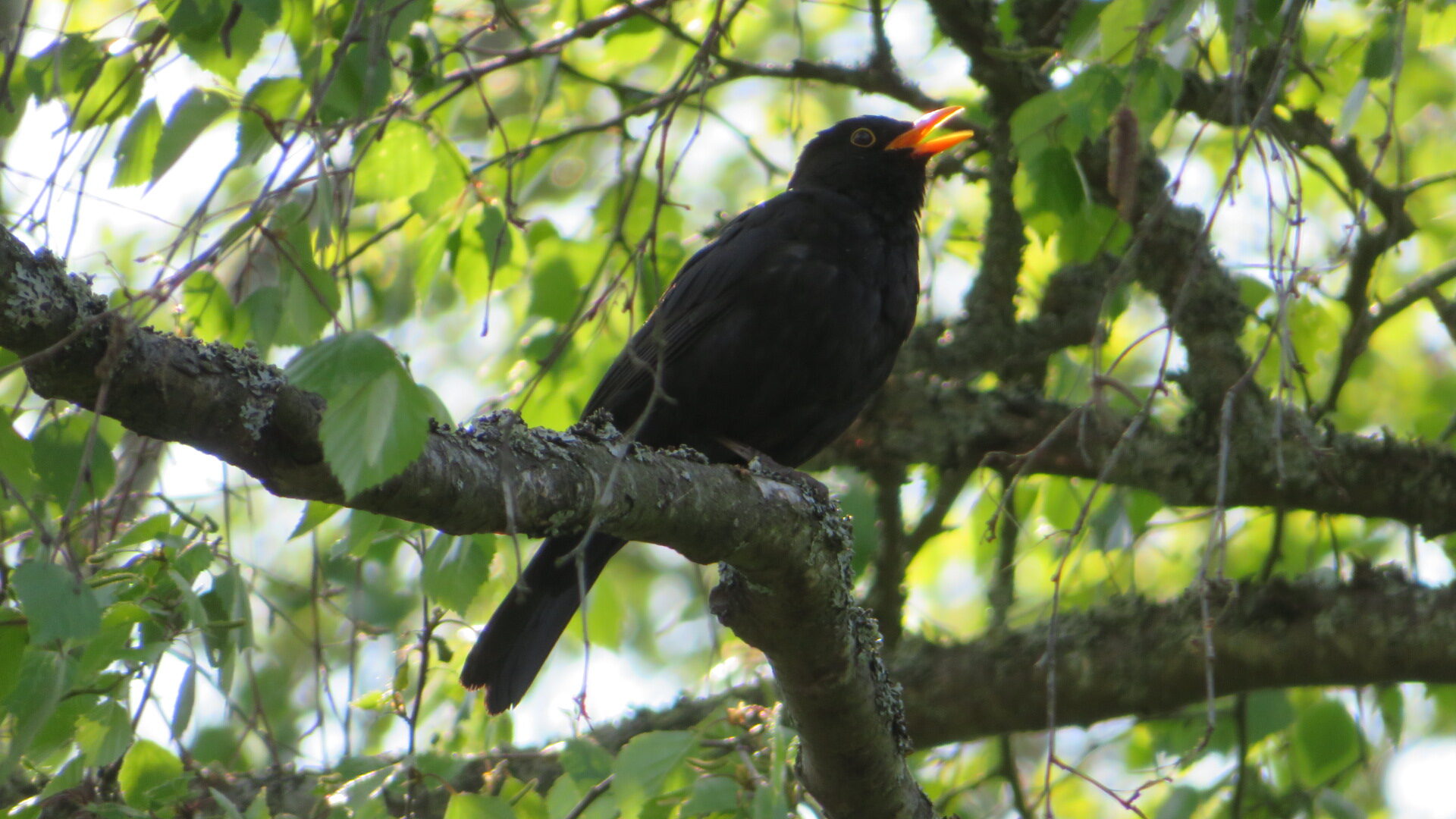 Valokuvaaja: Risto Kangassalo Valokuvaaja: Risto Kangassalo