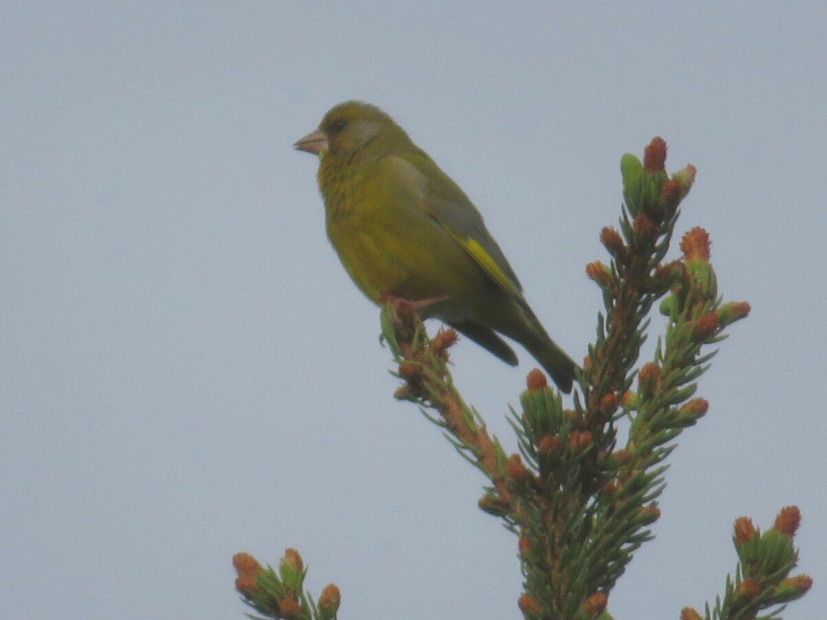 Valokuvaaja: Risto Kangassalo