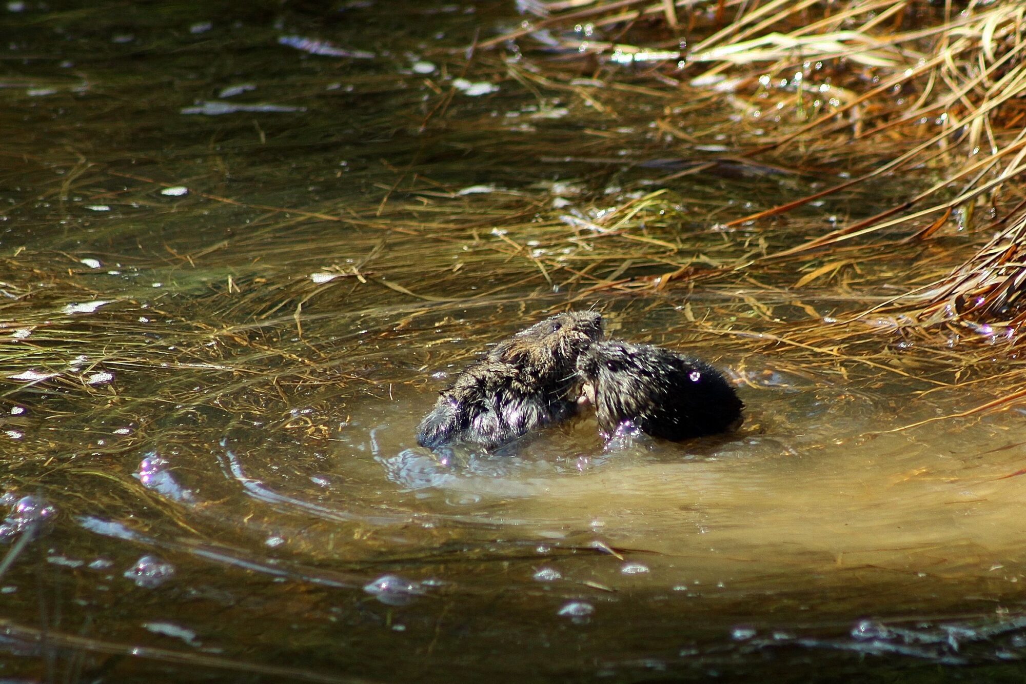 Valokuvaaja: Pirkko Siukonen Valokuvaaja: Pirkko Siukonen