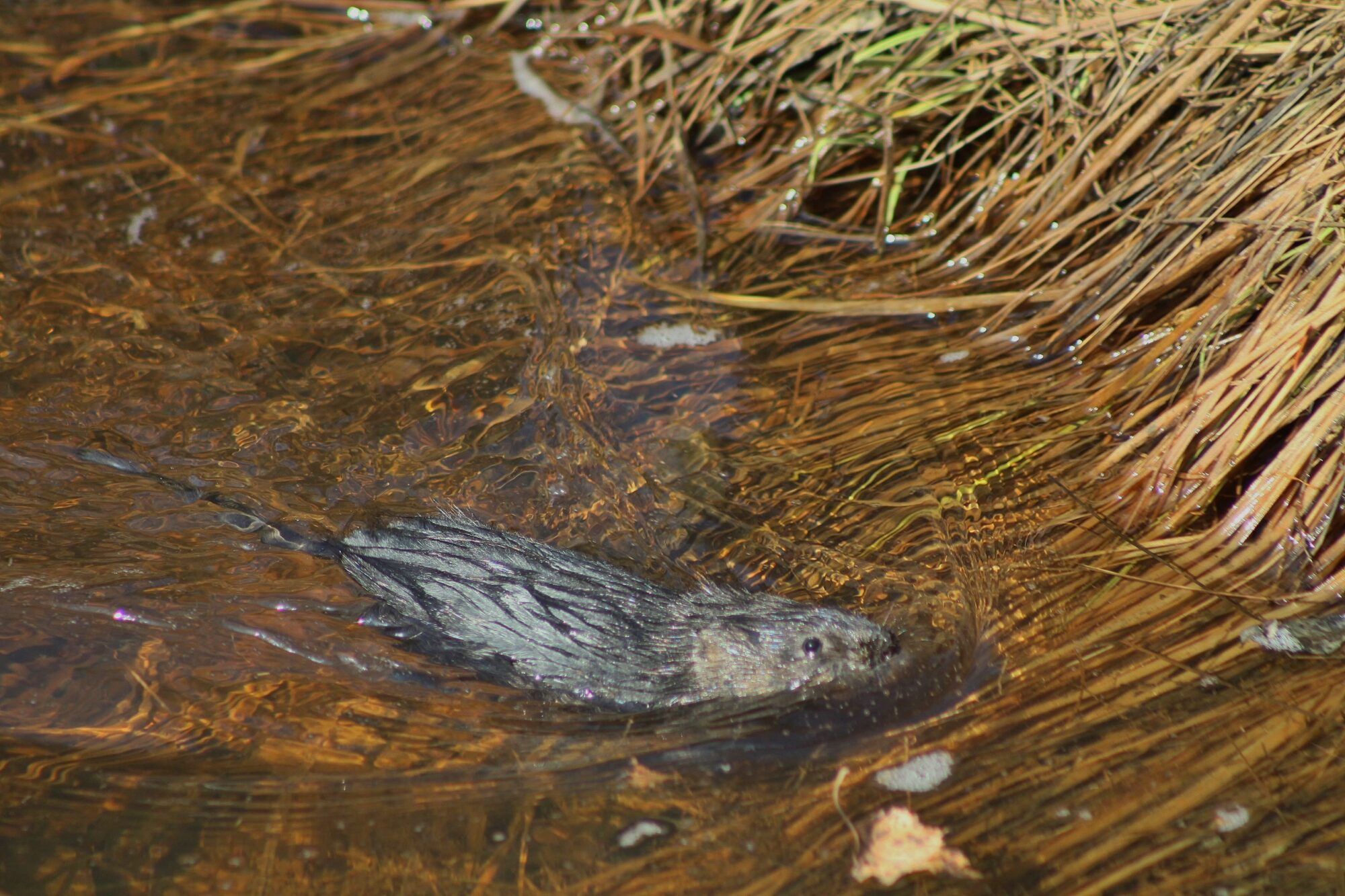 Valokuvaaja: Pirkko Siukonen