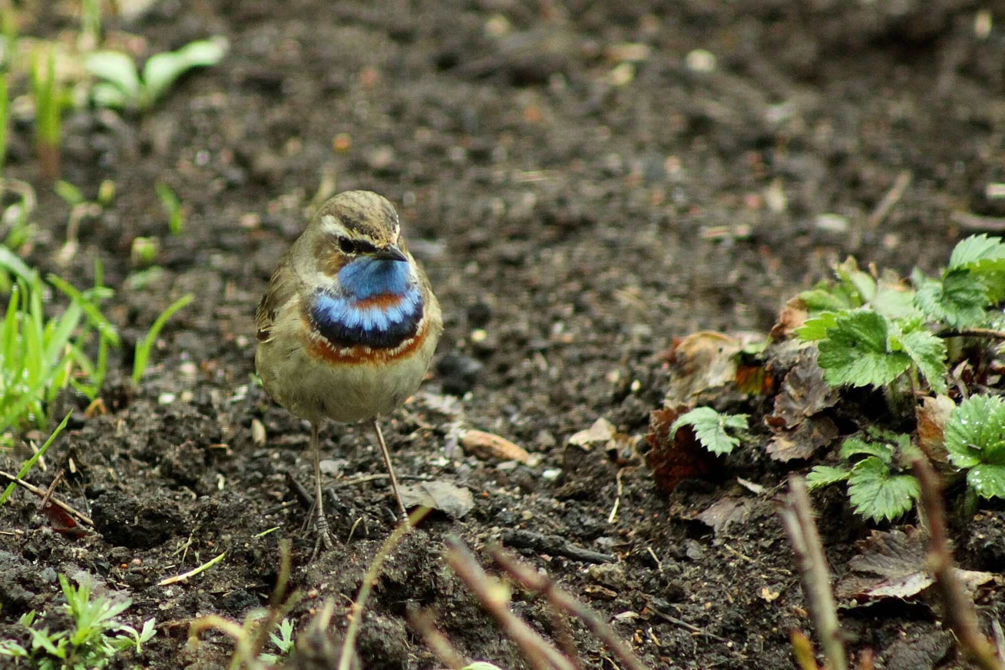 Valokuvaaja: Pirkko Siukonen