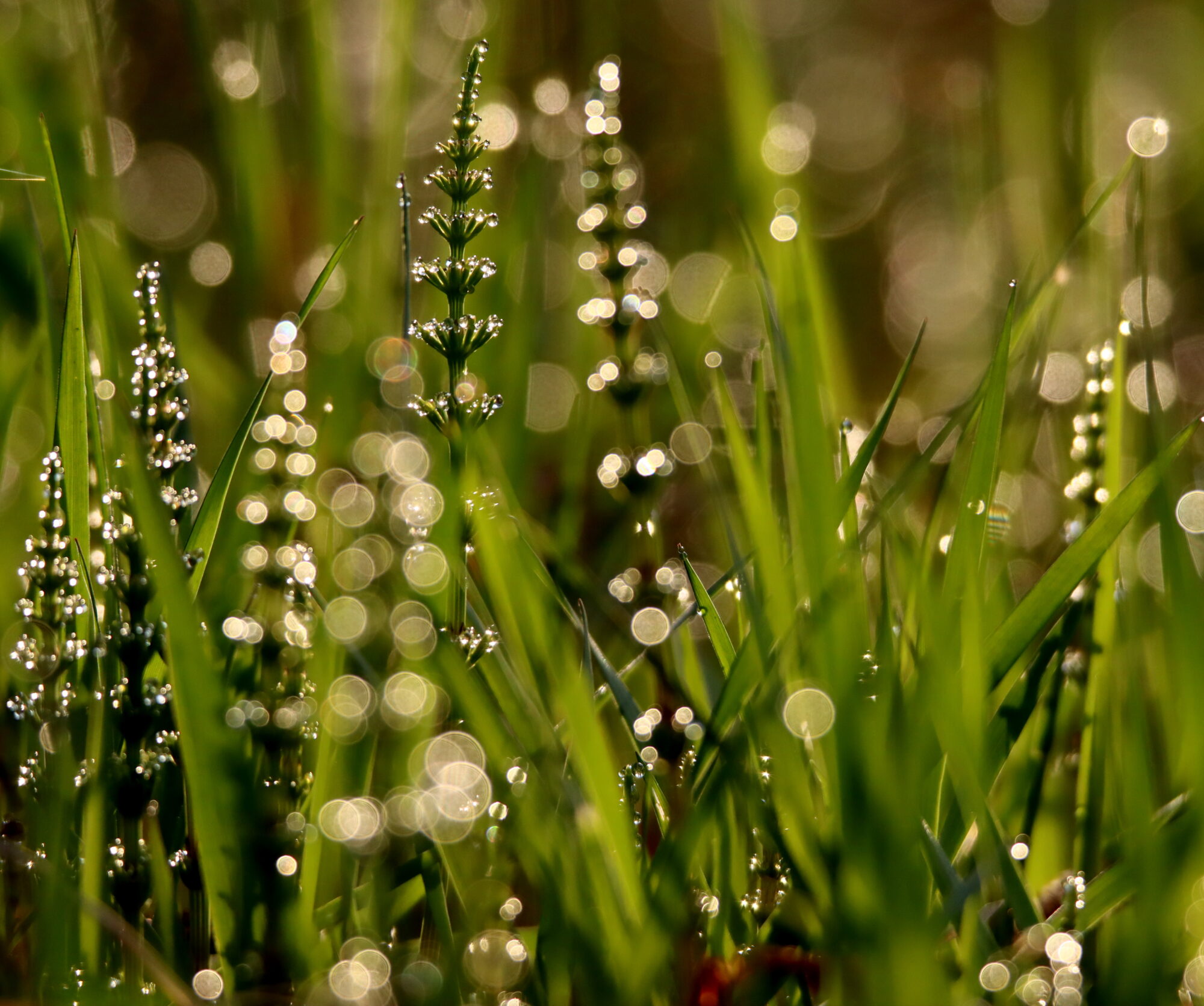 Valokuvaaja: Irja Lehtinen