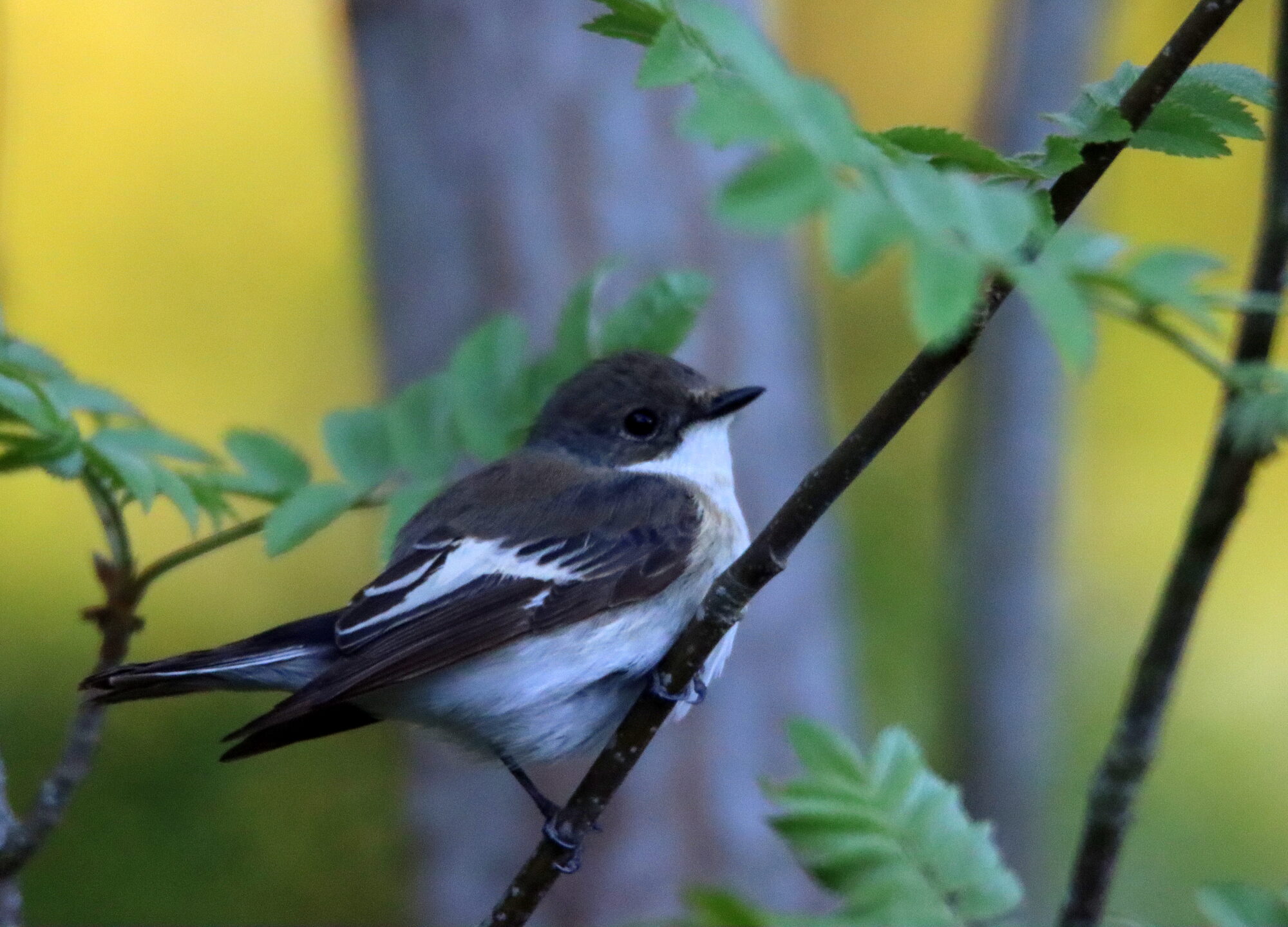 Valokuvaaja: Irja Lehtinen