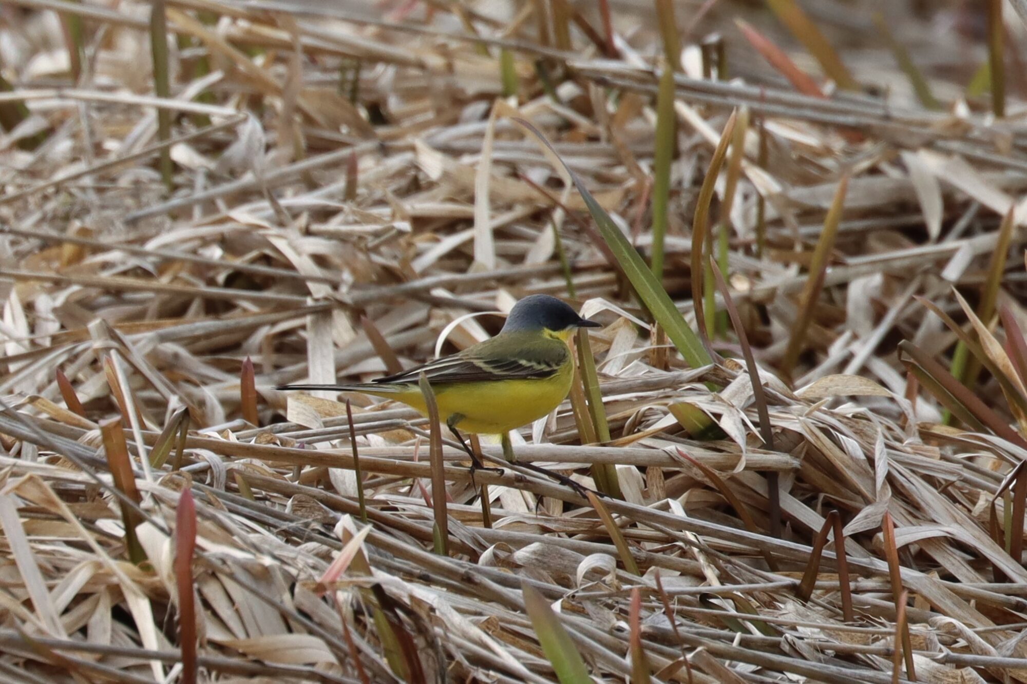 Valokuvaaja: Susanna Hannula