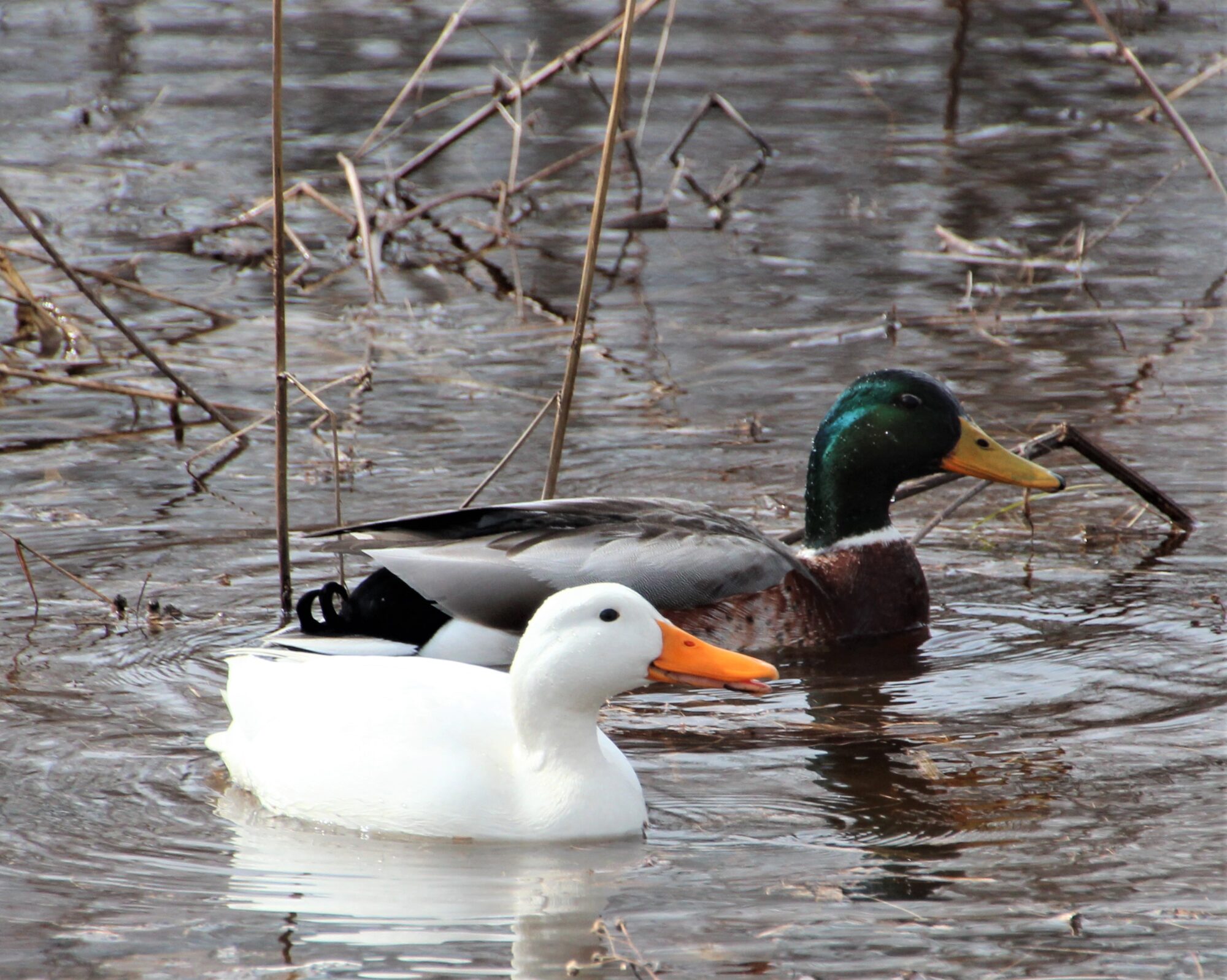 Valokuvaaja: Pekka Torvi