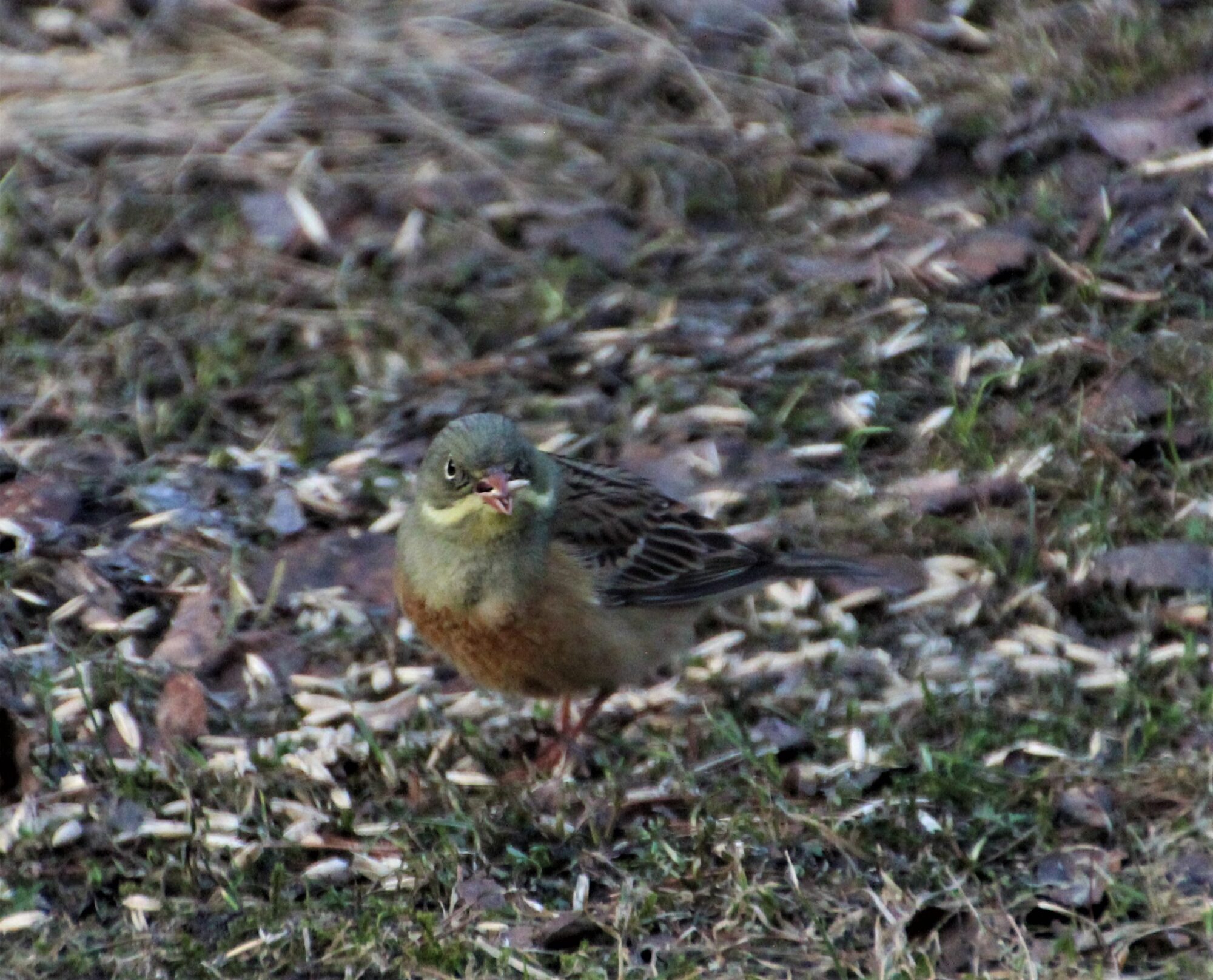 Valokuvaaja: Pekka Torvi