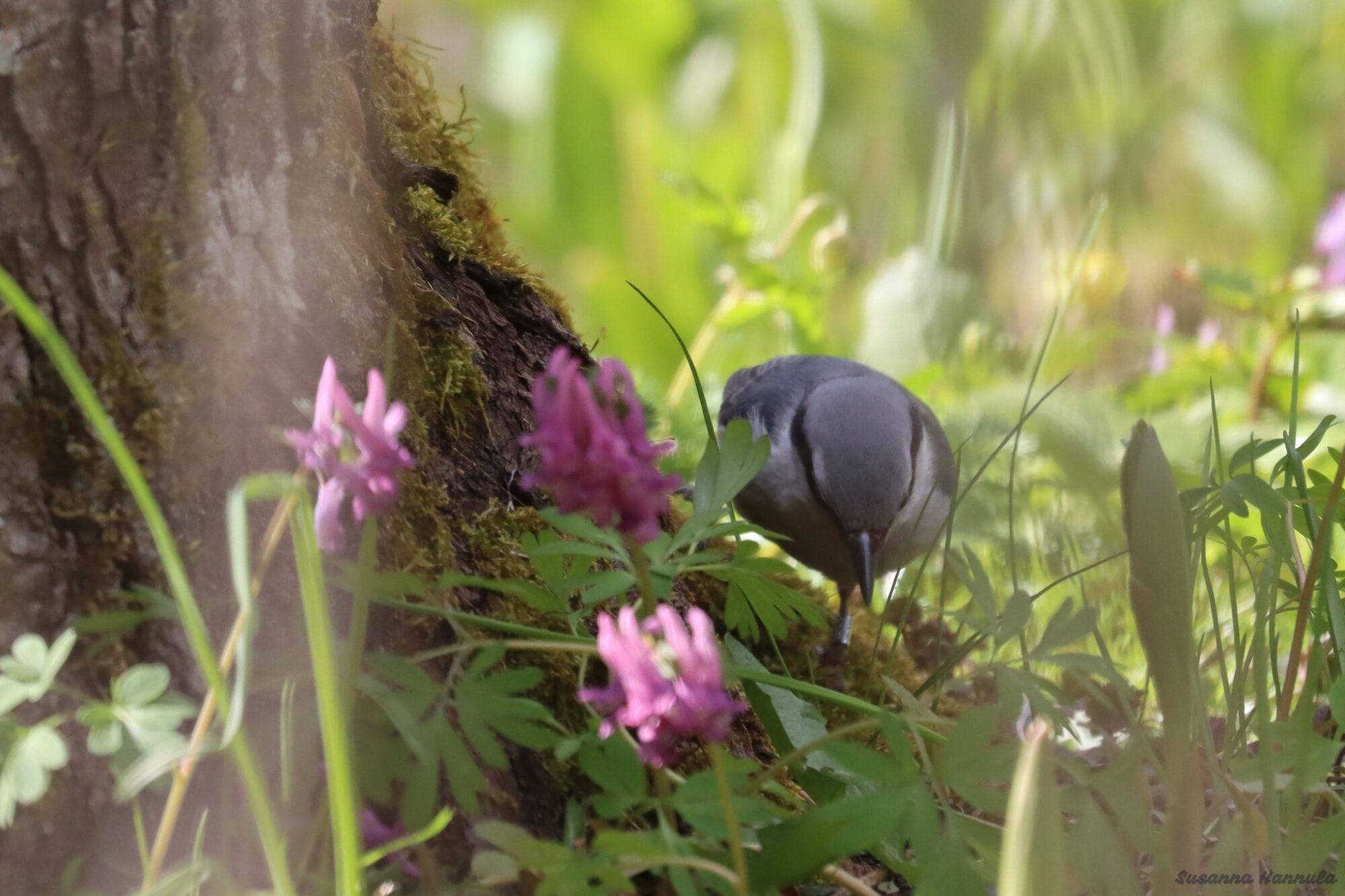 Valokuvaaja: Susanna Hannula