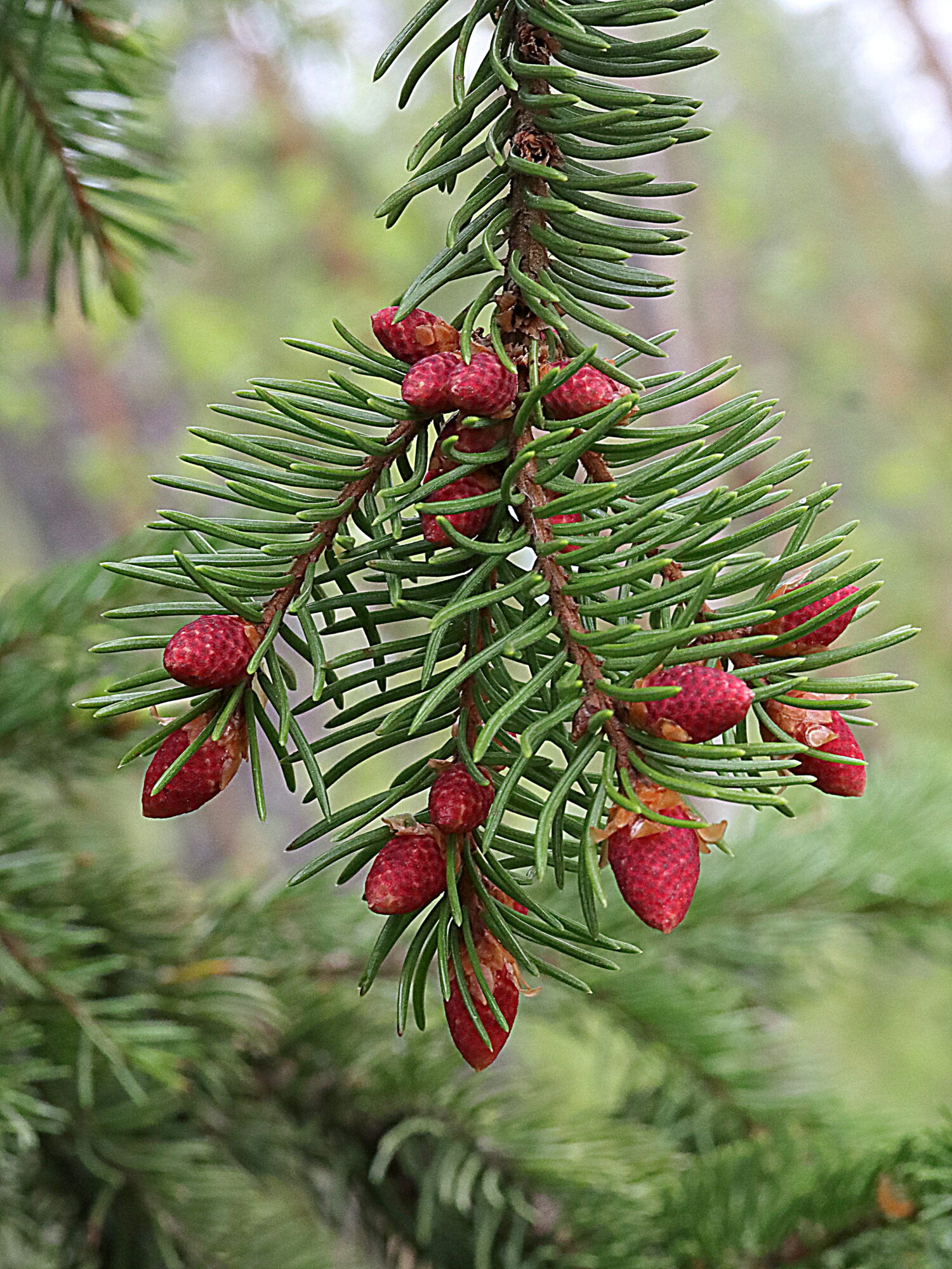 Valokuvaaja: Hannu Rasiranta