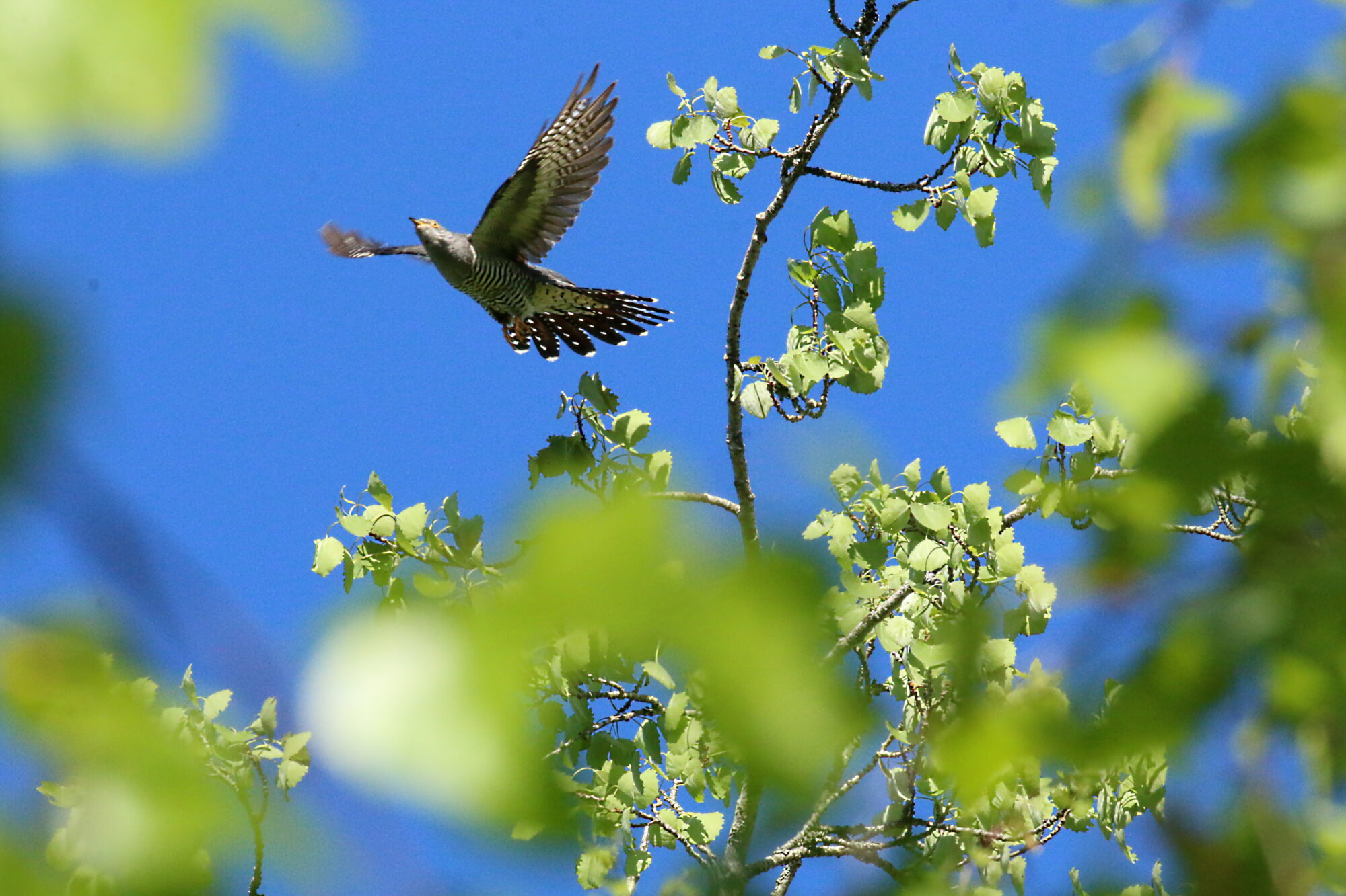Valokuvaaja: Antero Tykkyläinen Valokuvaaja: Antero Tykkyläinen