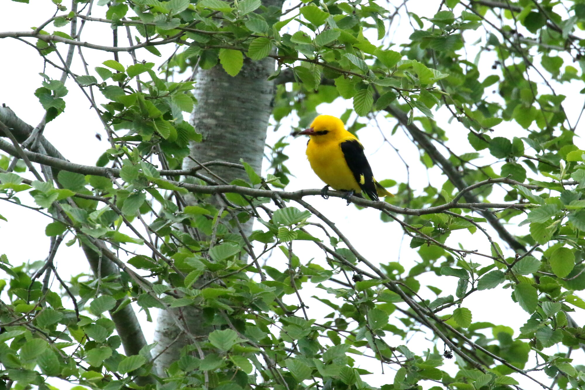 Valokuvaaja: Antero Tykkyläinen