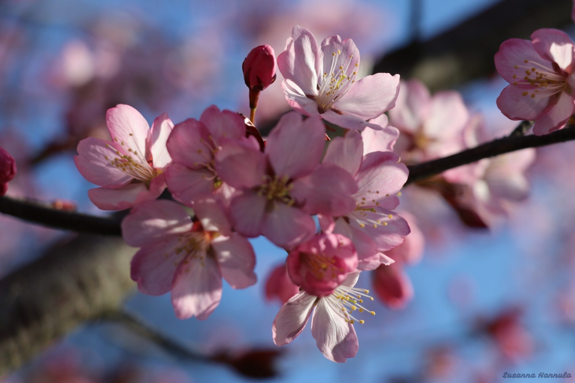 Valokuvaaja: Susanna Hannula