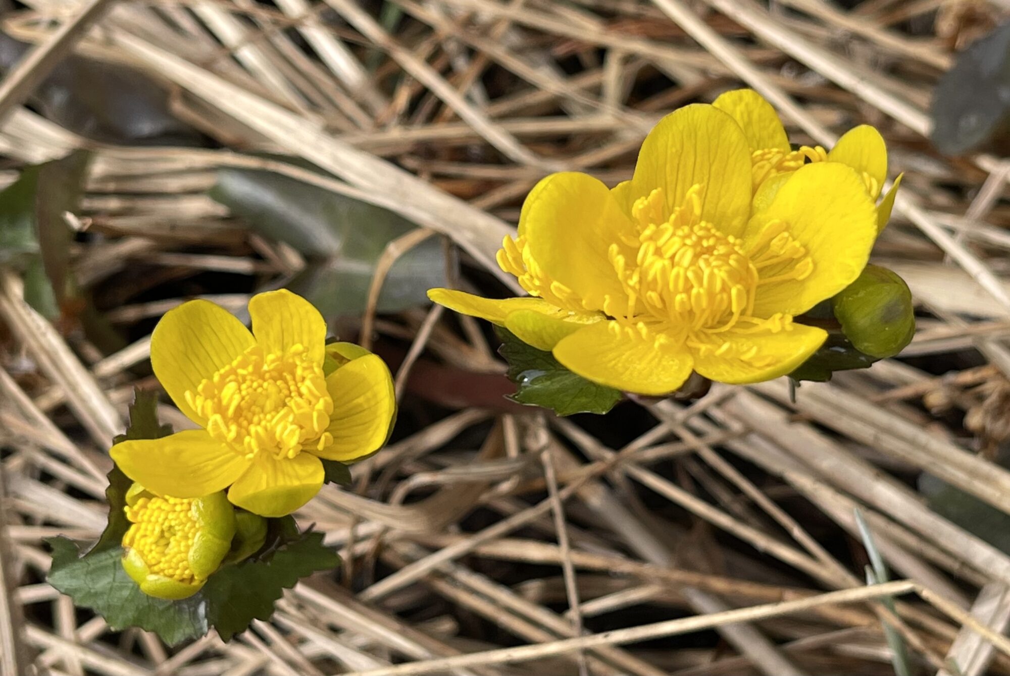 Valokuvaaja: Liisa Niiva-Korpela