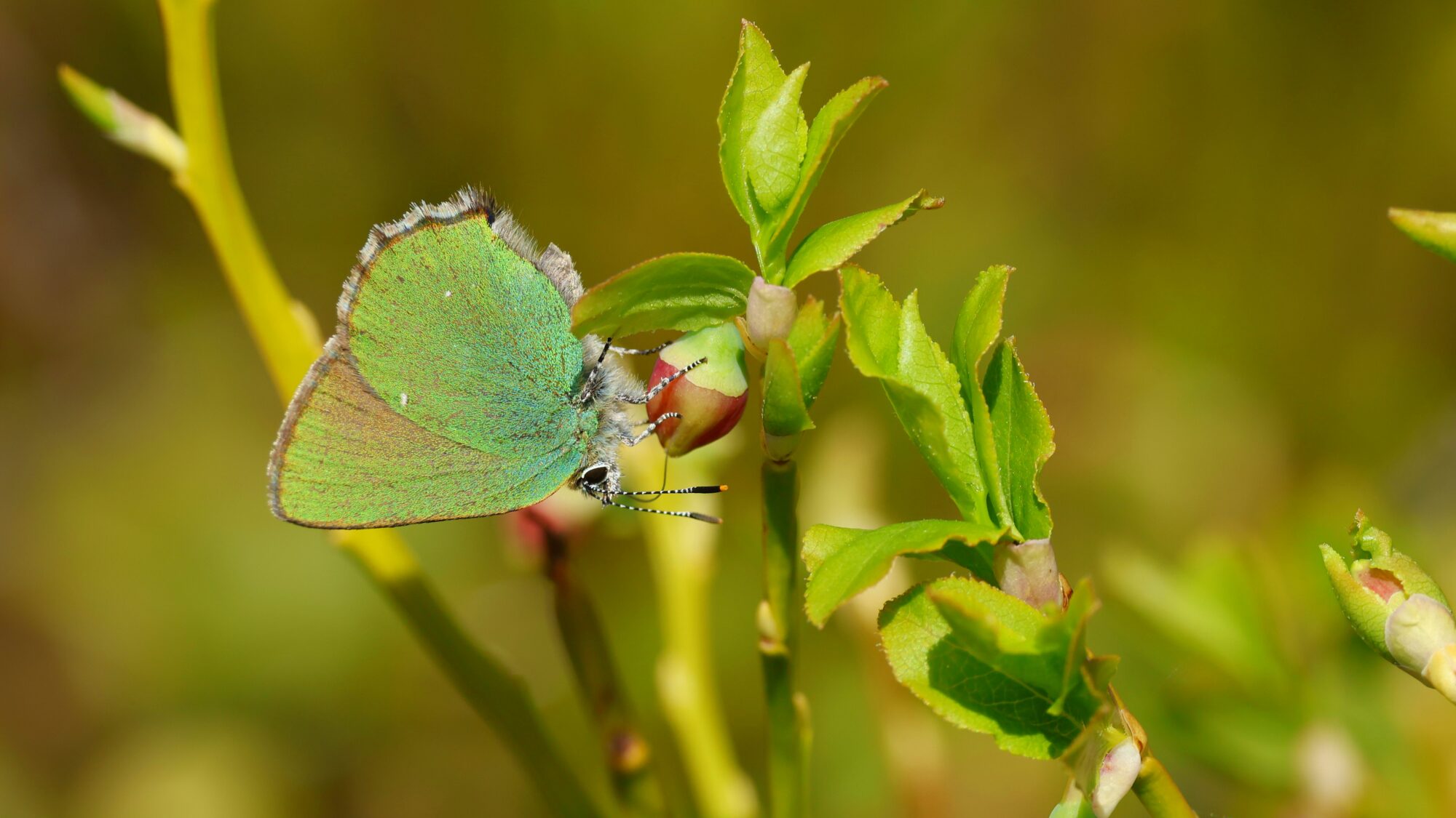 Valokuvaaja: TOMMI KUJALA Valokuvaaja: TOMMI KUJALA