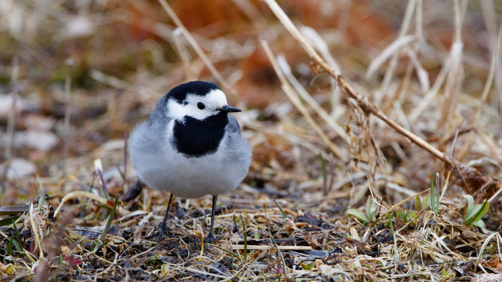 Valokuvaaja: TOMMI KUJALA