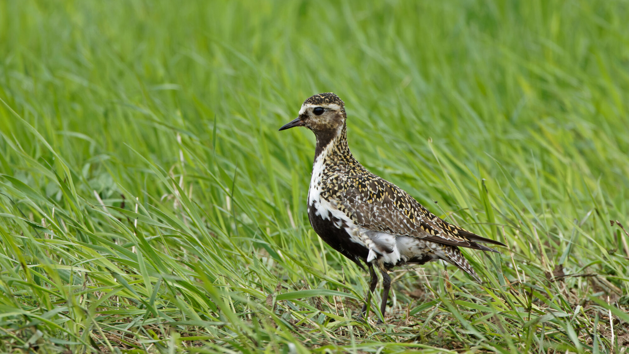 Valokuvaaja: TOMMI KUJALA