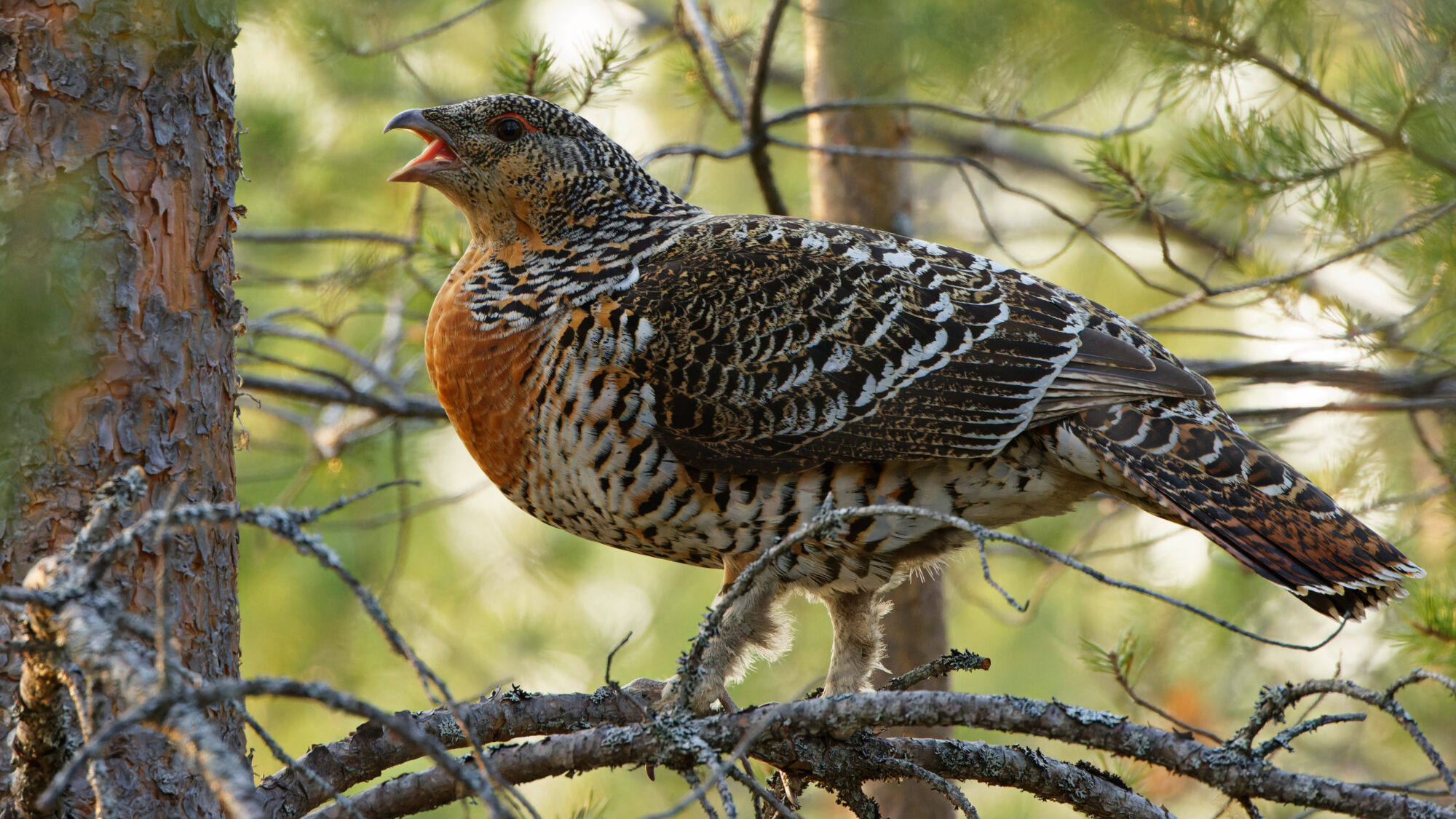 Valokuvaaja: TOMMI KUJALA