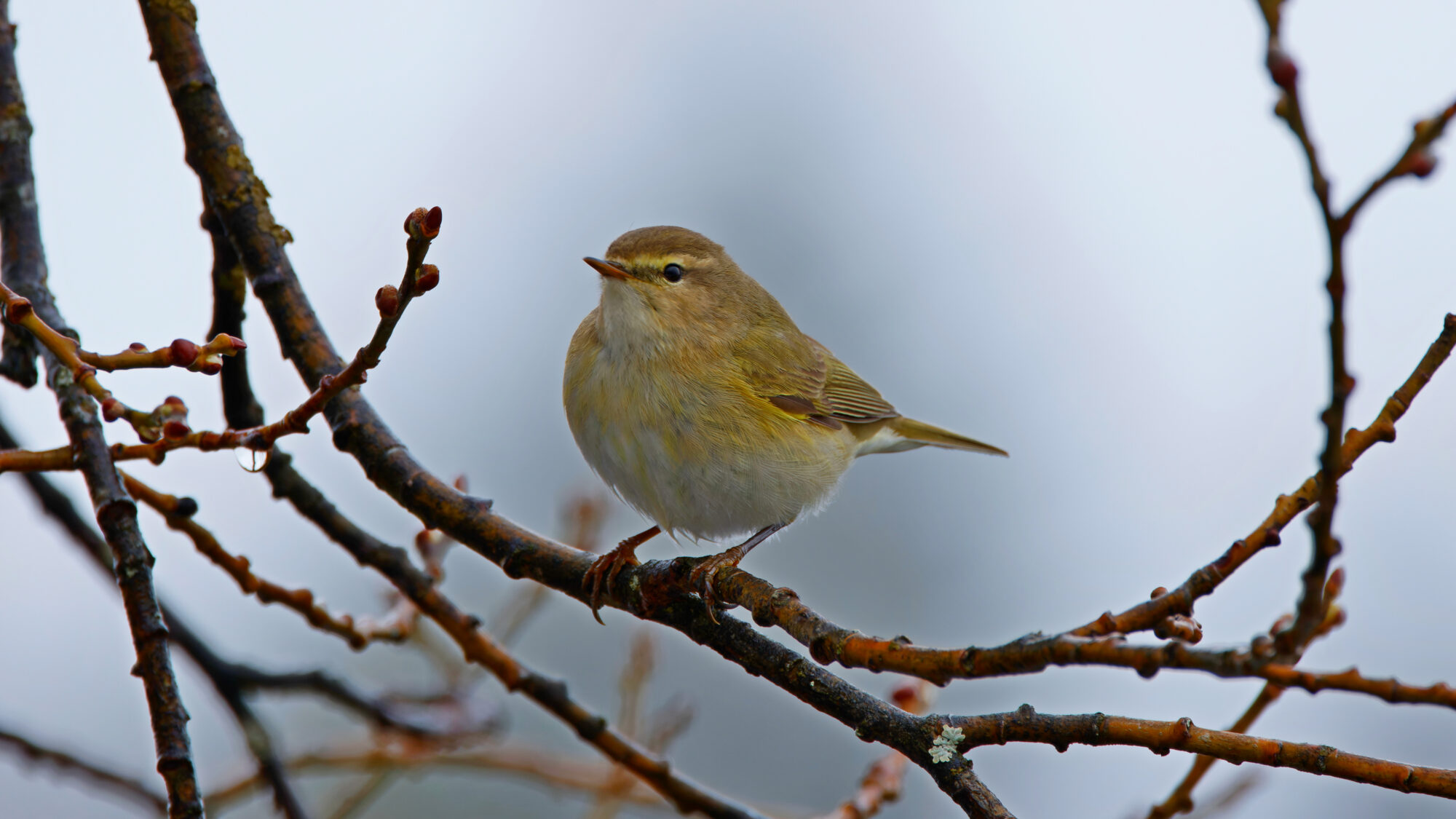 Valokuvaaja: TOMMI KUJALA