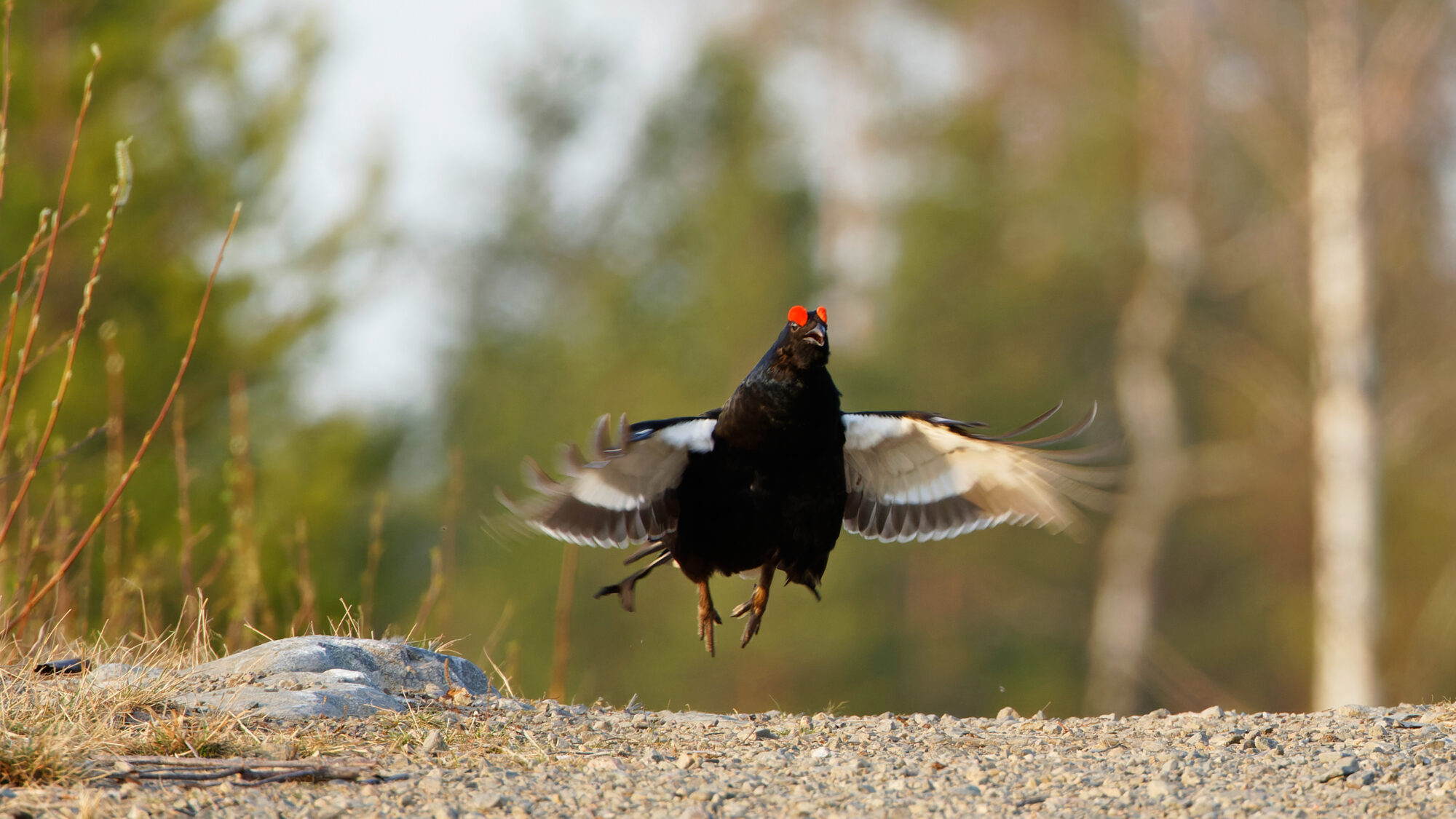 Valokuvaaja: TOMMI KUJALA
