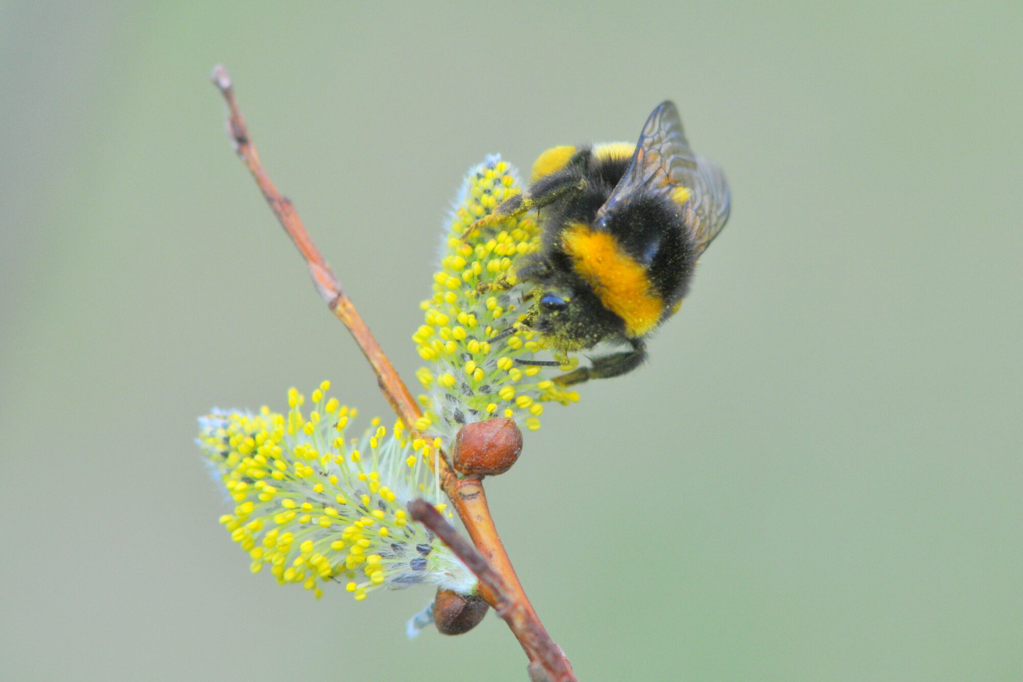 Valokuvaaja: Kaarlo Asikainen