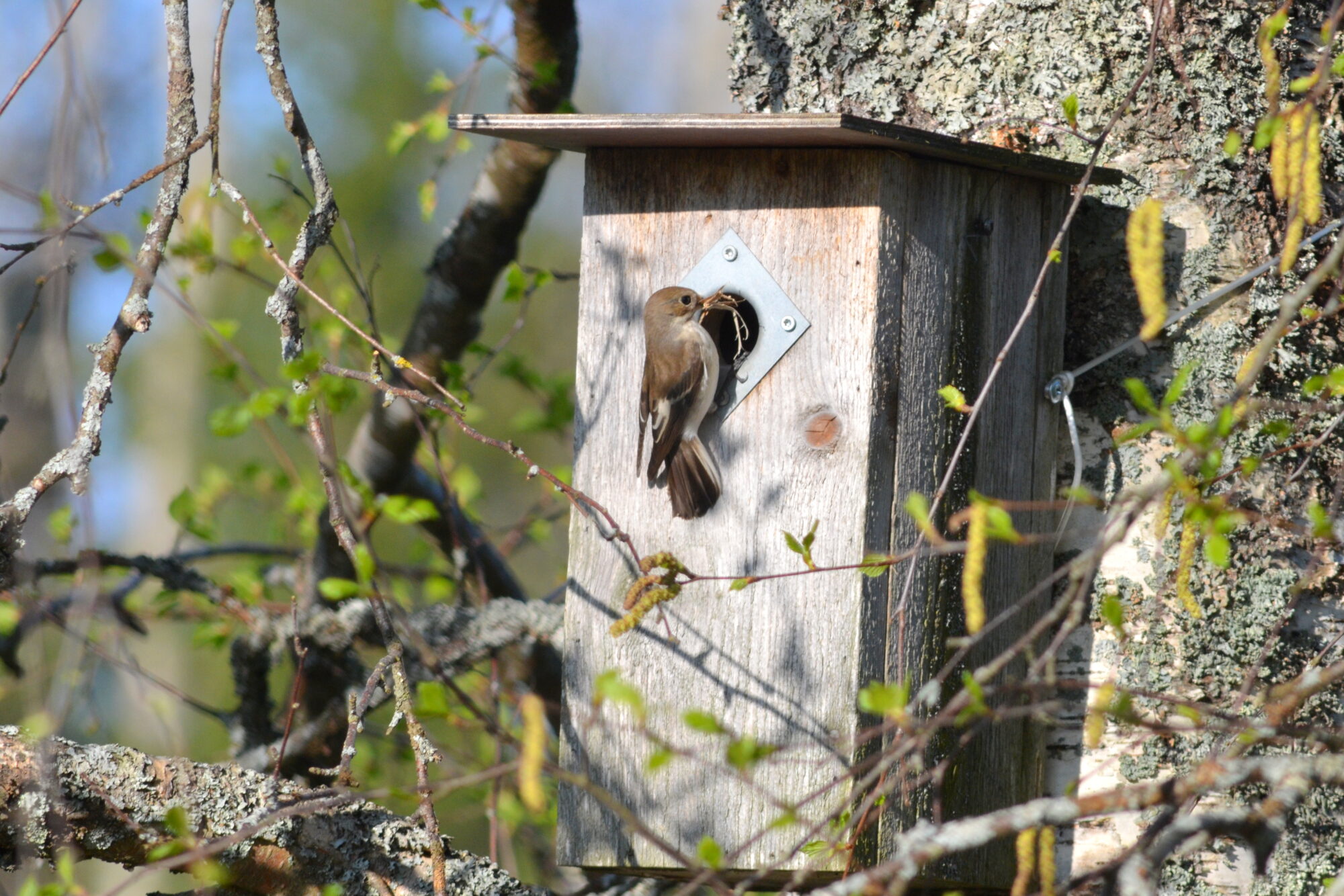 Valokuvaaja: Kaarlo Asikainen