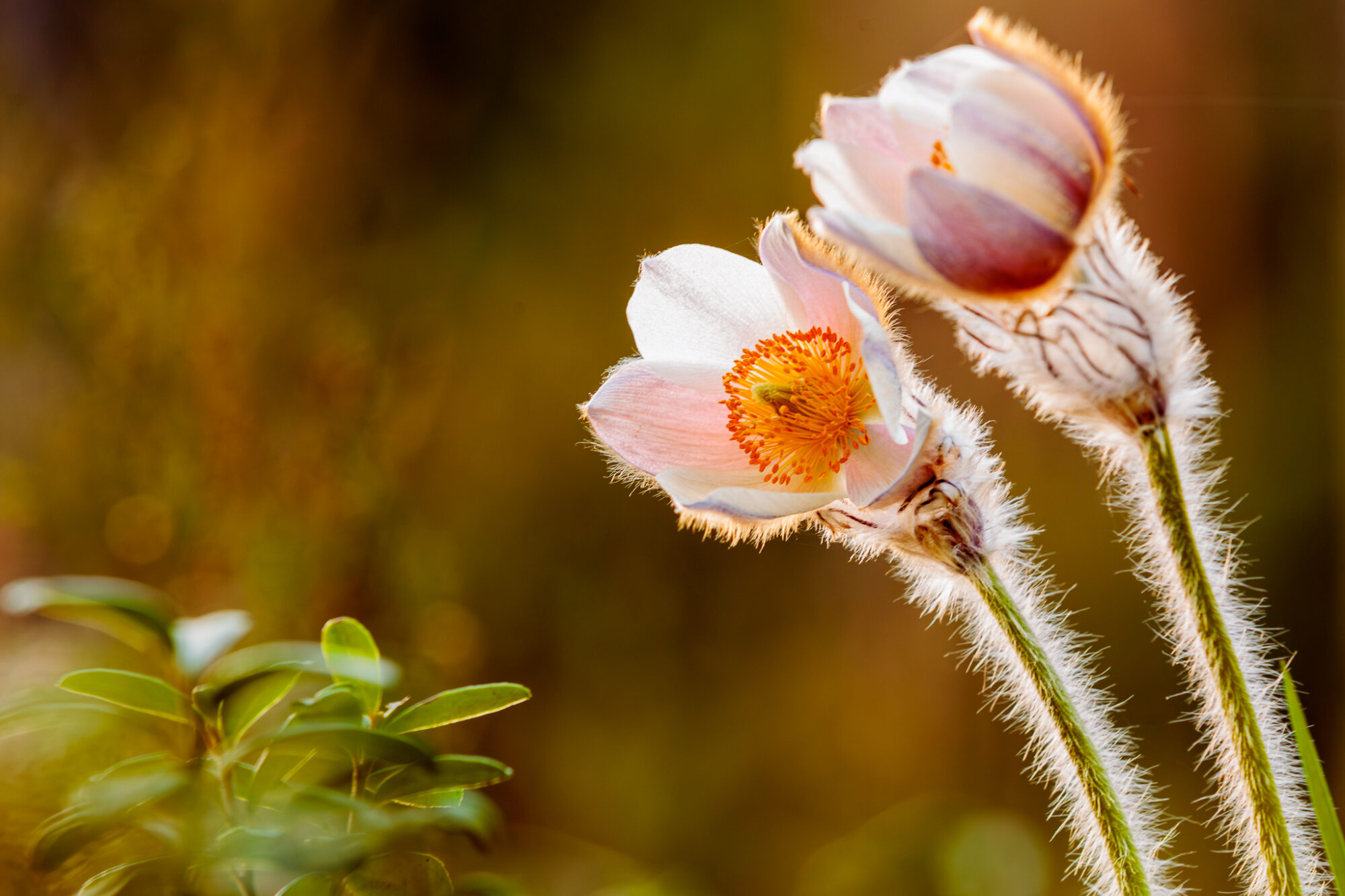 Valokuvaaja: Antti Toivanen