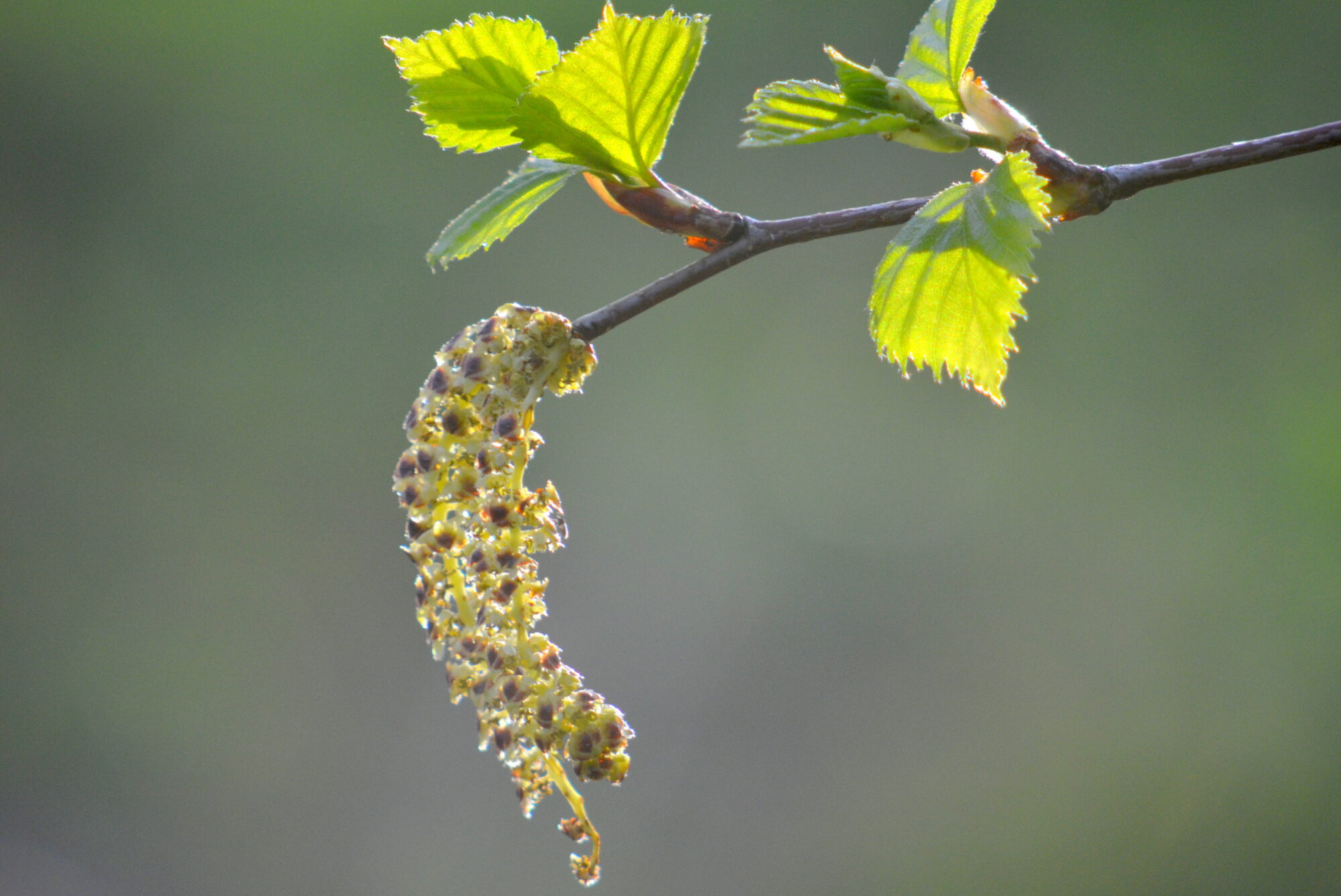 Valokuvaaja: Kaarlo Asikainen