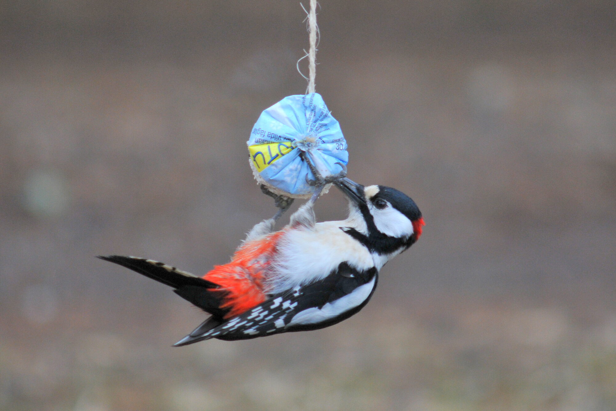 Valokuvaaja: Kaarlo Asikainen