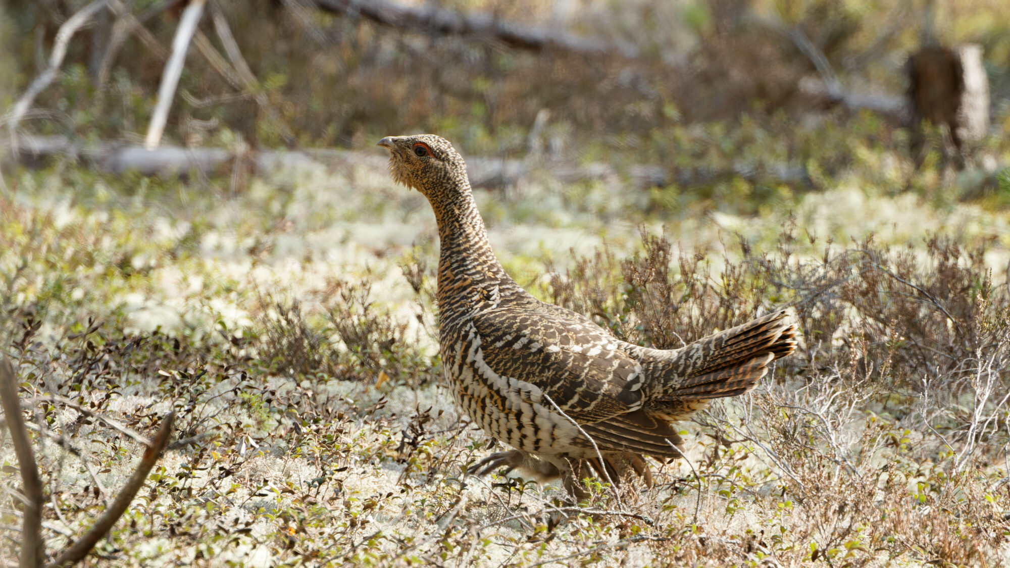 Valokuvaaja: TOMMI KUJALA