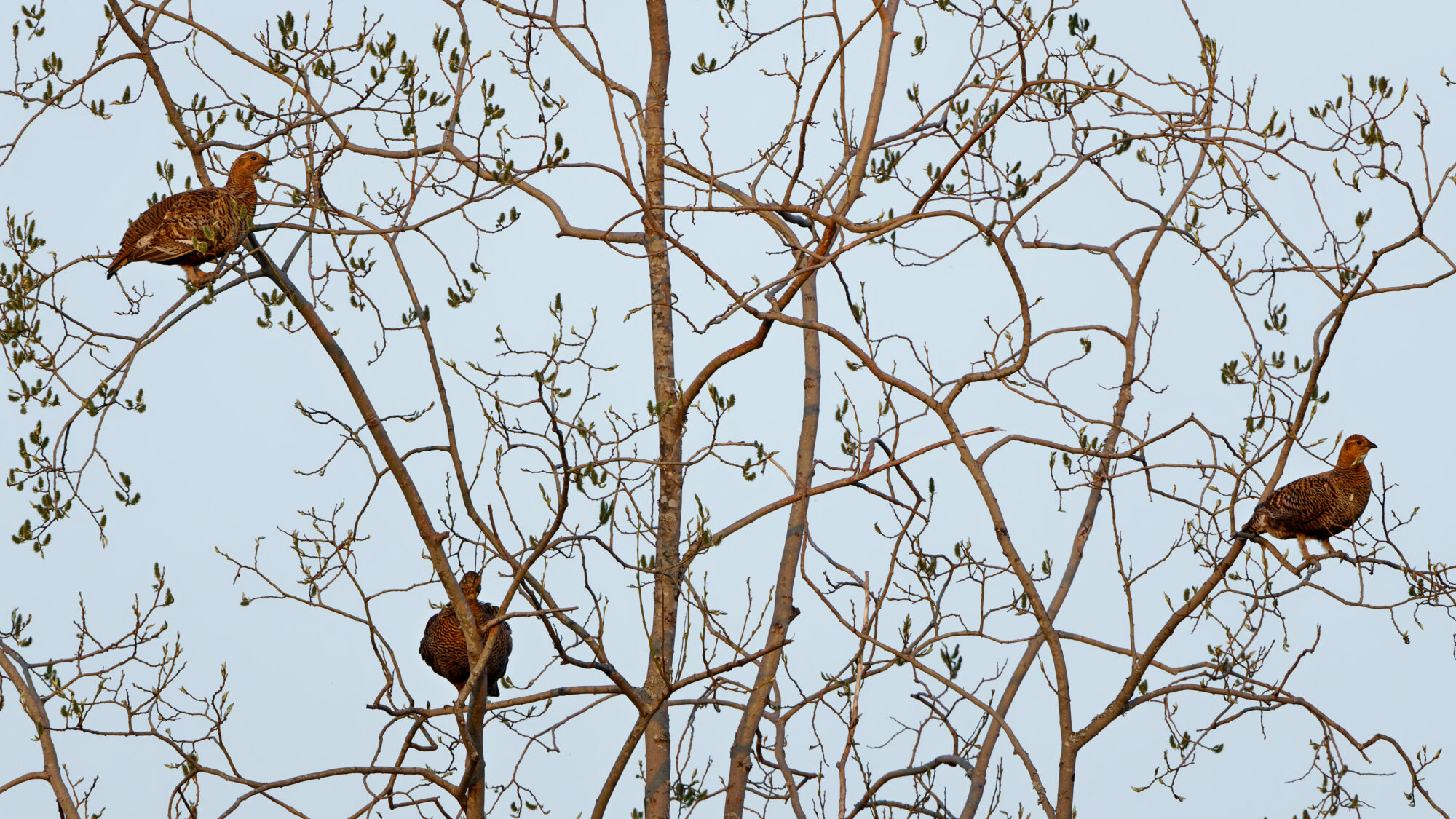 Valokuvaaja: TOMMI KUJALA