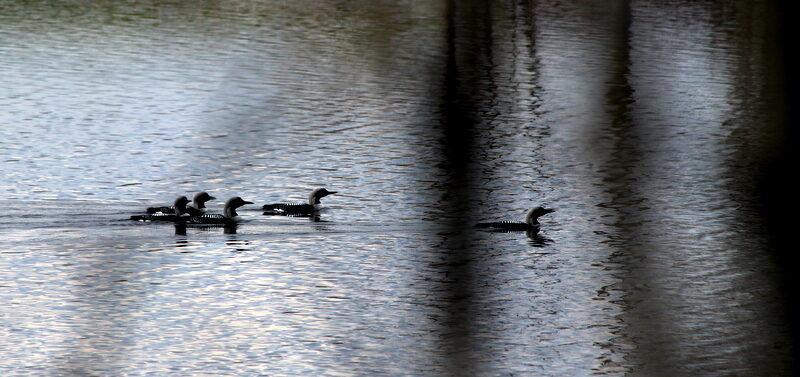 Valokuvaaja: Helena Sytelä