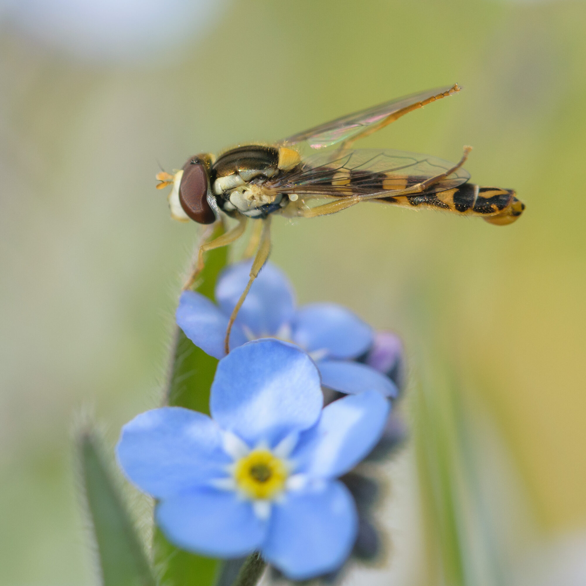 Valokuvaaja: Päivi Kiiskinen-Mustonen