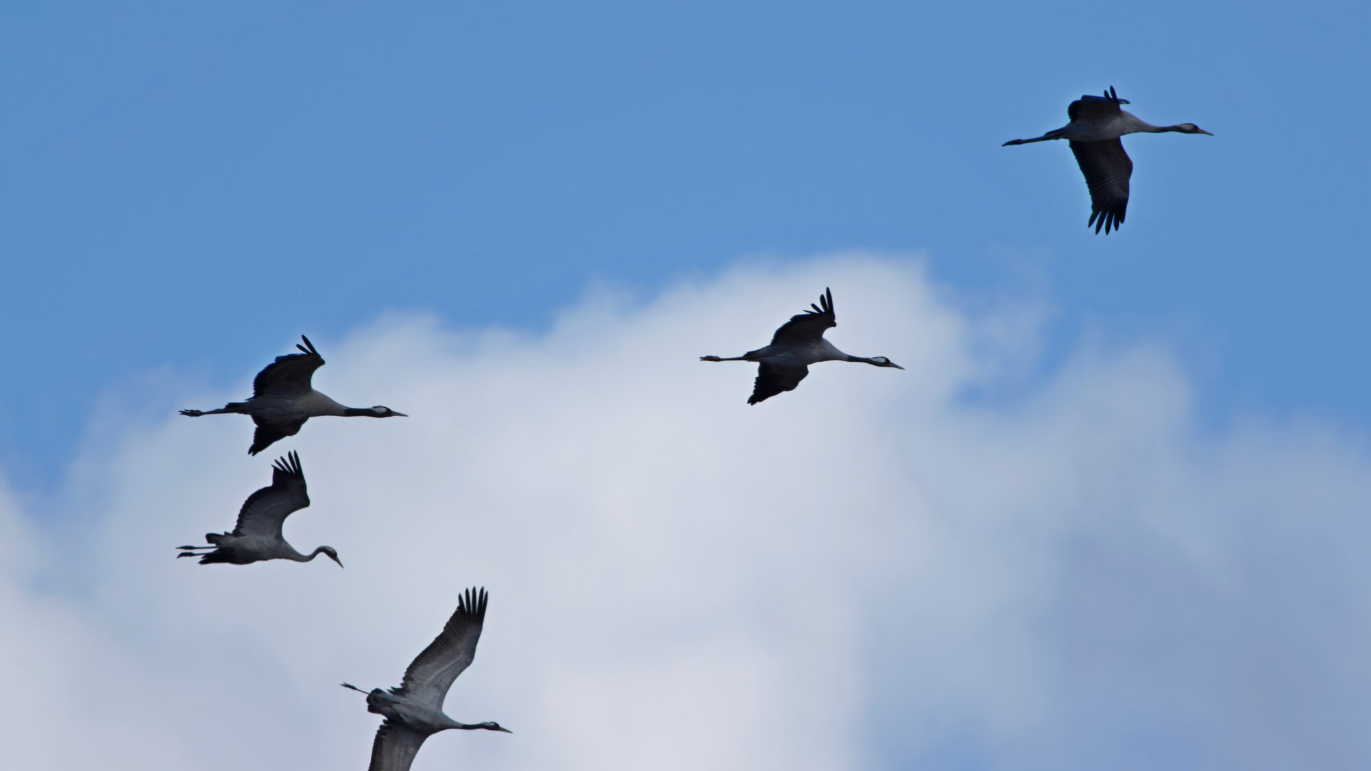 Valokuvaaja: TOMMI KUJALA