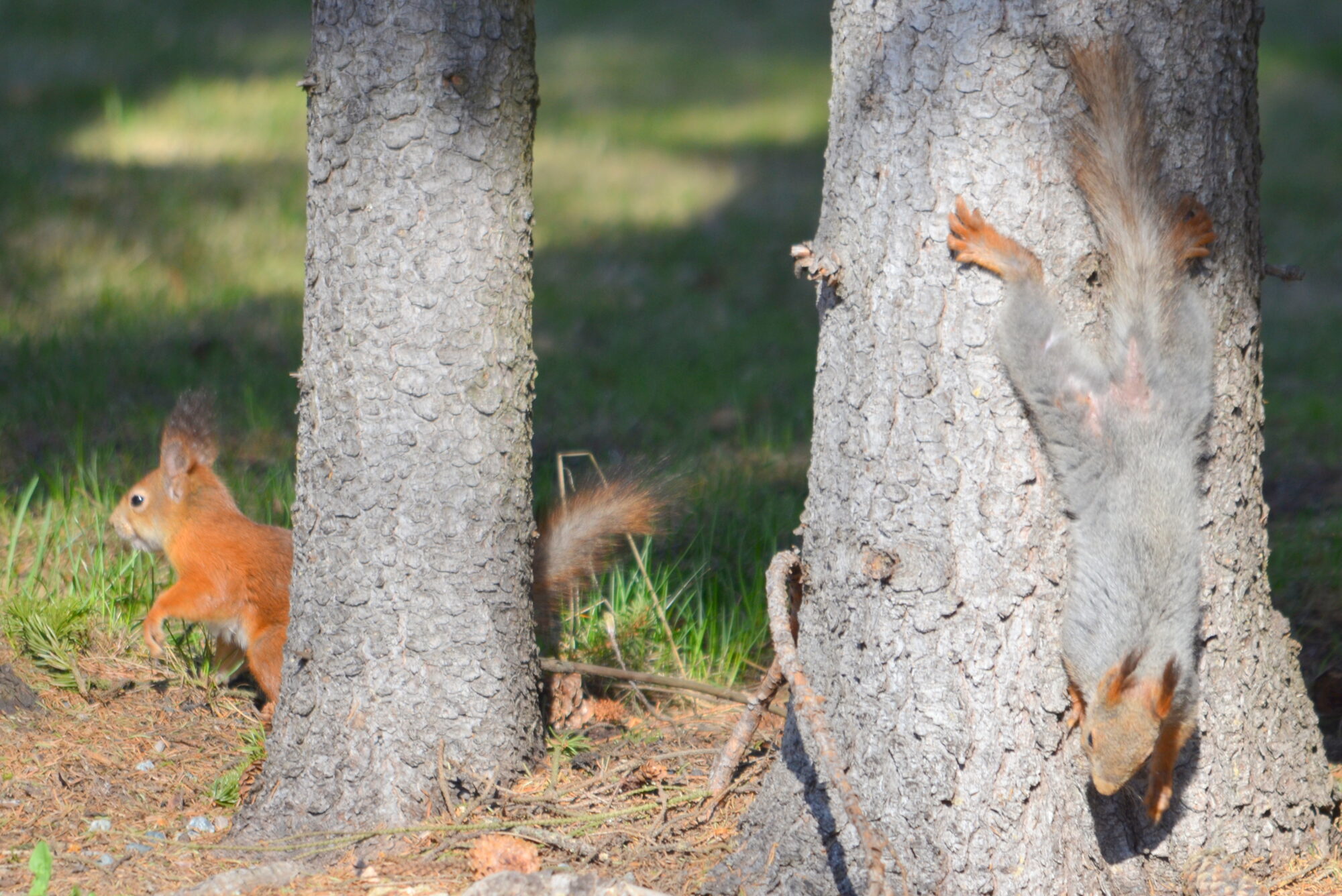 Valokuvaaja: Kaarlo Asikainen