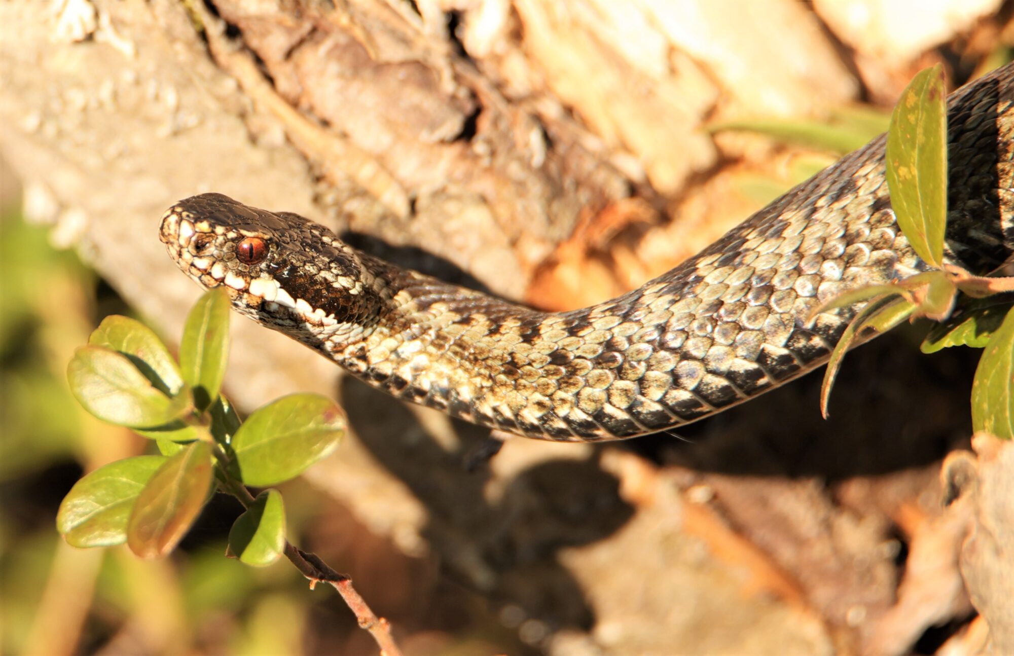 Valokuvaaja: Kaarina Heiskanen
