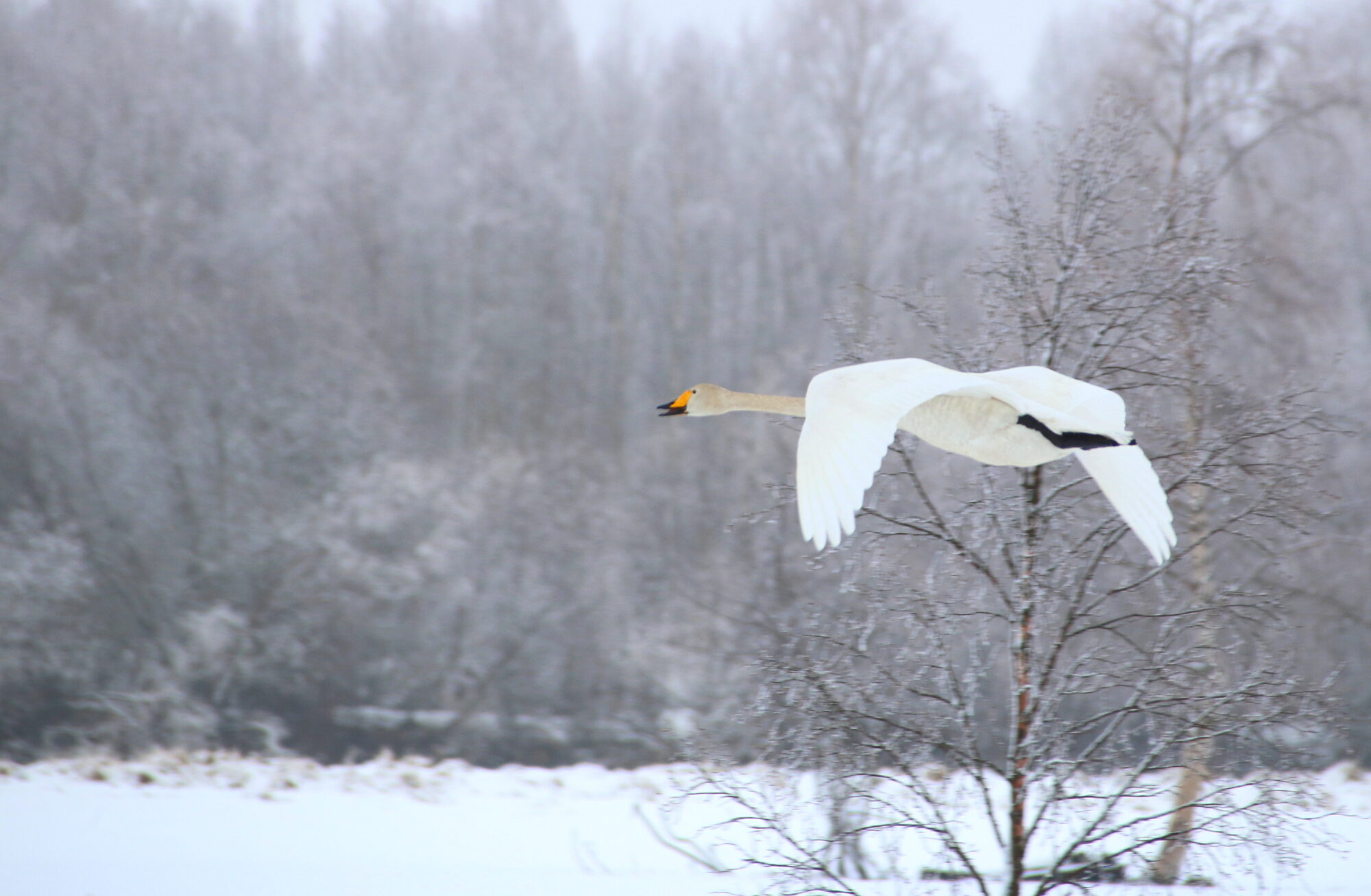 Valokuvaaja: Tuukka Pahtamaa