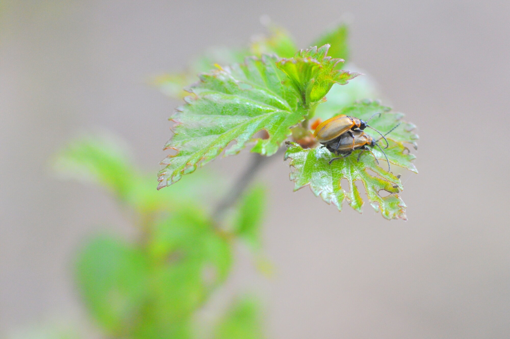 Valokuvaaja: Kaarlo Asikainen