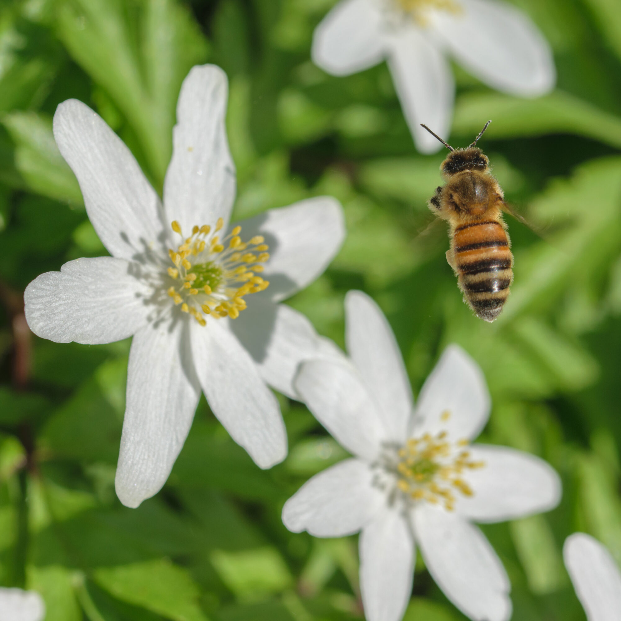 Valokuvaaja: Päivi Kiiskinen-Mustonen