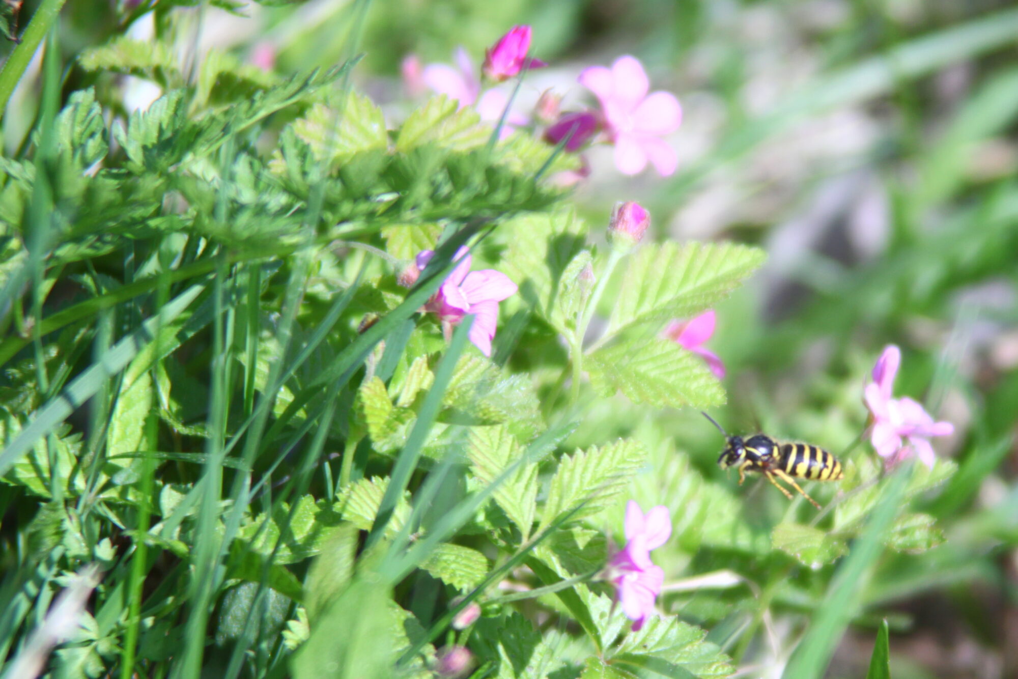 Valokuvaaja: Kaarlo Asikainen