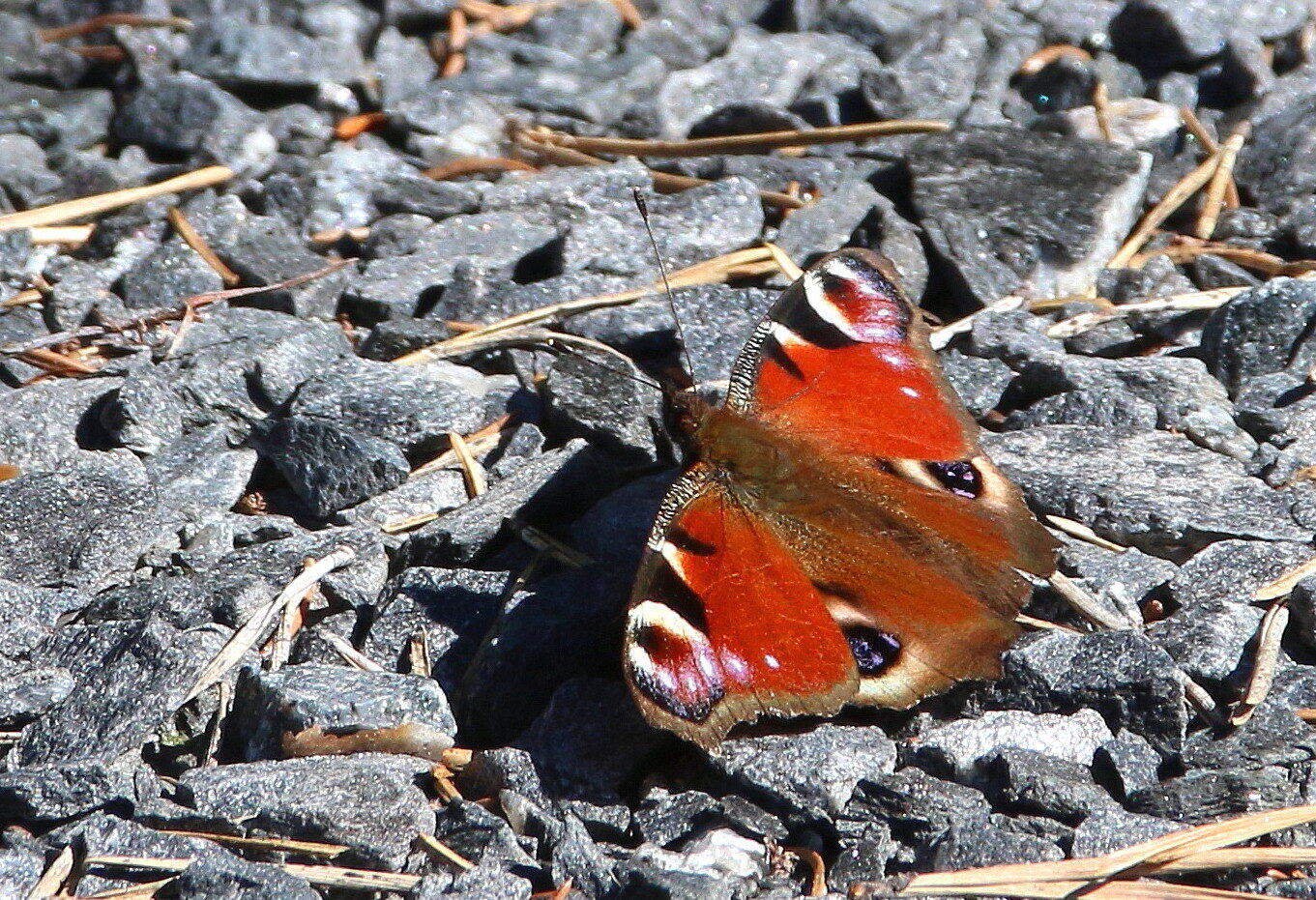 Valokuvaaja: Tuukka Pahtamaa